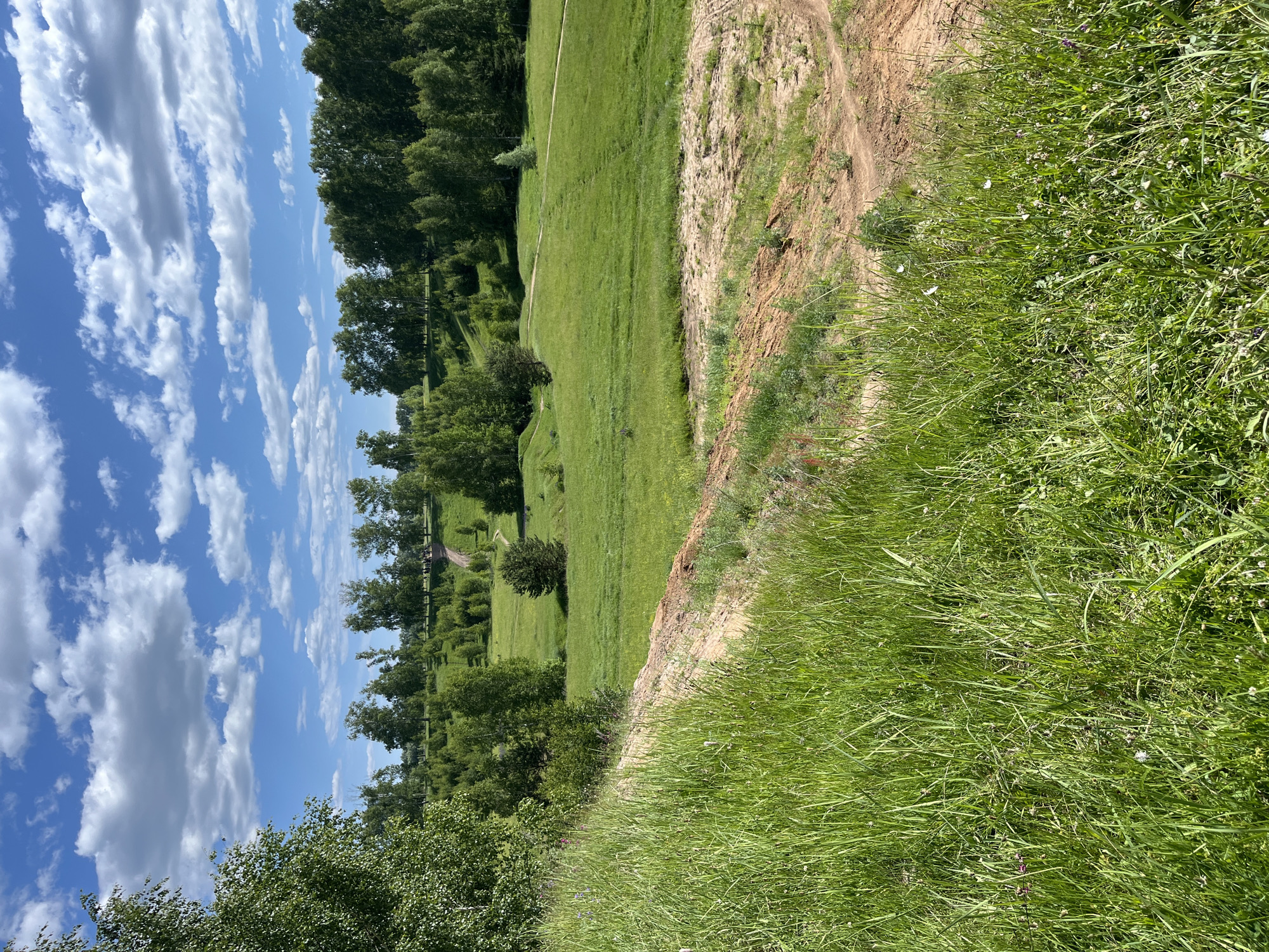 This image depicts a vibrant, sunlit rural landscape in Новочувашский, Russia, on a clear day with a bright blue sky and scattered white cumulus clouds. The foreground is dominated by a dense growth of tall, verdant green grass and various herbaceous plants, with hints of small white and purple wildflowers. A steep, reddish-brown dirt embankment, possibly an eroded slope or cut, diagonally traverses the mid-left to mid-right foreground, separating the immediate grassy area from the expansive fields beyond.
The midground features undulating green fields interspersed with numerous deciduous trees, primarily birches, appearing in various stages of growth from saplings to mature trees, some forming small groves. Several unpaved dirt paths or tracks wind through these fields, one prominent light brown path curving from the left-center towards the upper right, and another visible further in the distance. A distinct, smaller conifer-like tree is visible in the mid-left field, and another lighter green tree appears in the mid-right.
In the far background, dense lines of trees form the horizon, suggesting a forested boundary. A small group of indistinct figures can be faintly observed on a distant dirt path near the center-right, indicating human presence in the environment. The scene is brightly illuminated, highlighting the natural textures and colors of the landscape.