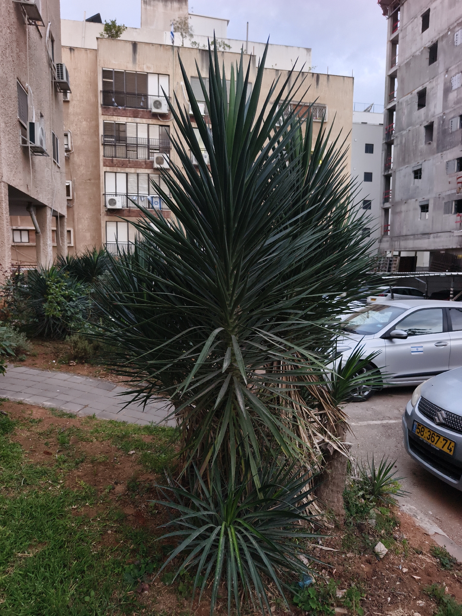 The image depicts a medium-sized yucca plant in an urban environment, likely Petah Tikva, Israel, as evidenced by the Israeli license plate on a parked car (58:367-74). The plant is centrally located, surrounded by sparse grass and dirt. Behind the plant are apartment buildings of varying heights and architectural styles. Several cars are parked adjacent to the plant's location. The sky appears overcast. No people are visible in the frame.
