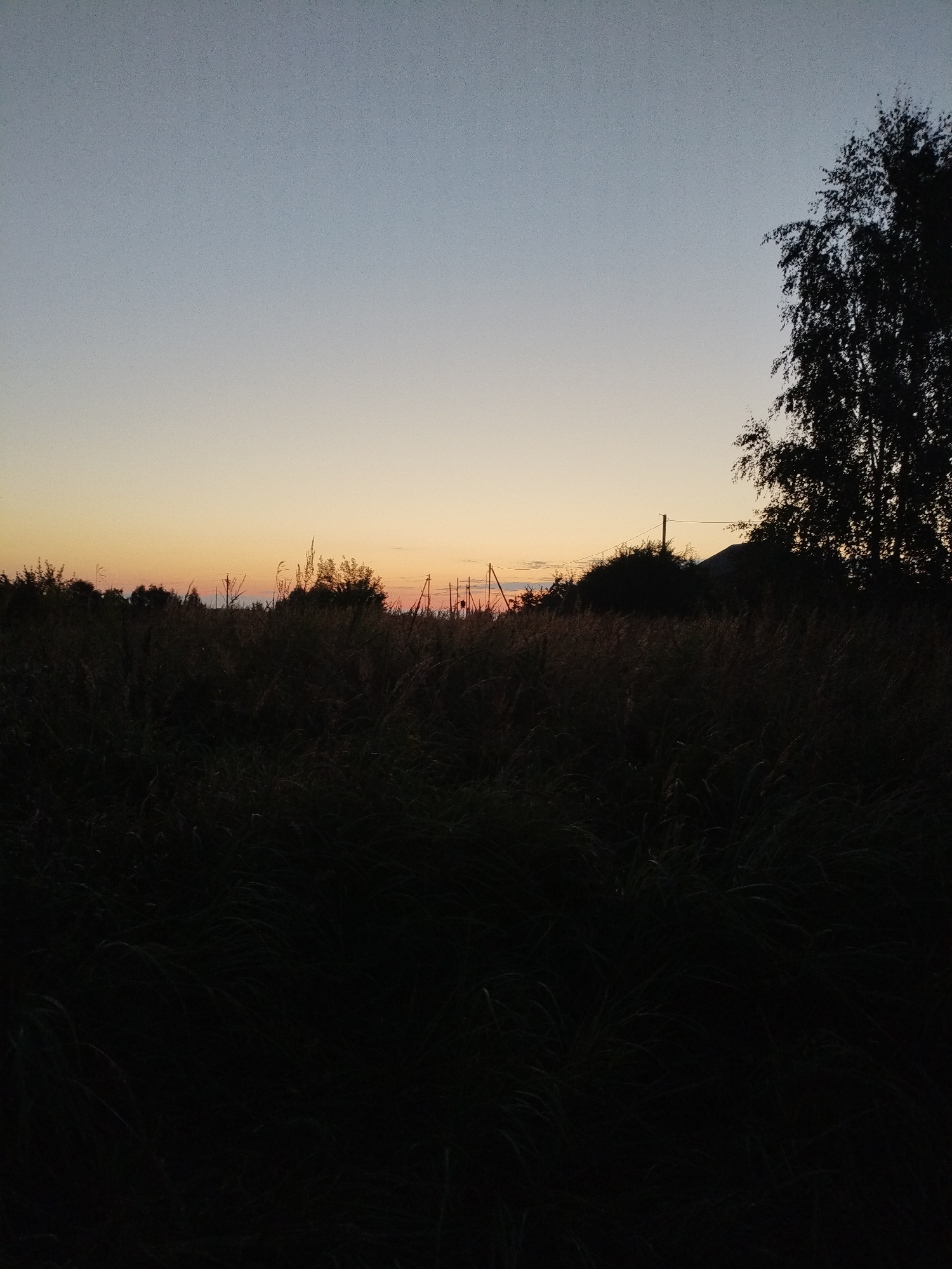 An outdoor, wide-angle, silhouette shot captures a field of tall grass and sparse trees against a twilight sky. The sky transitions from a pale blue at the top to a soft orange and yellow hue near the horizon. The silhouettes of trees and some structures, possibly utility poles, are visible against the lighter sky. The foreground is dominated by the dark, dense silhouette of tall grass. There are no people or animals present in the image. The overall impression is one of a rural setting at dusk.