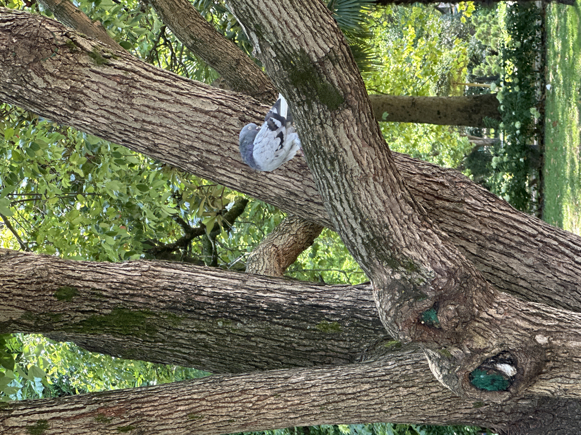 A pigeon is perched on a thick tree branch in a park. The pigeon is gray and white, with its head tucked into its body as if grooming. The tree has rough, textured bark and several large branches spread out. The background is filled with lush green foliage and sunlight filtering through the leaves. In the distance, other trees and a manicured garden area with white flowers are visible. The scene appears to be a peaceful, natural setting within a city park, possibly in Sochi, Russia, given the abundance of greenery and the presence of palm-like foliage in the background. The focus is on the pigeon and the intricate details of the tree bark.