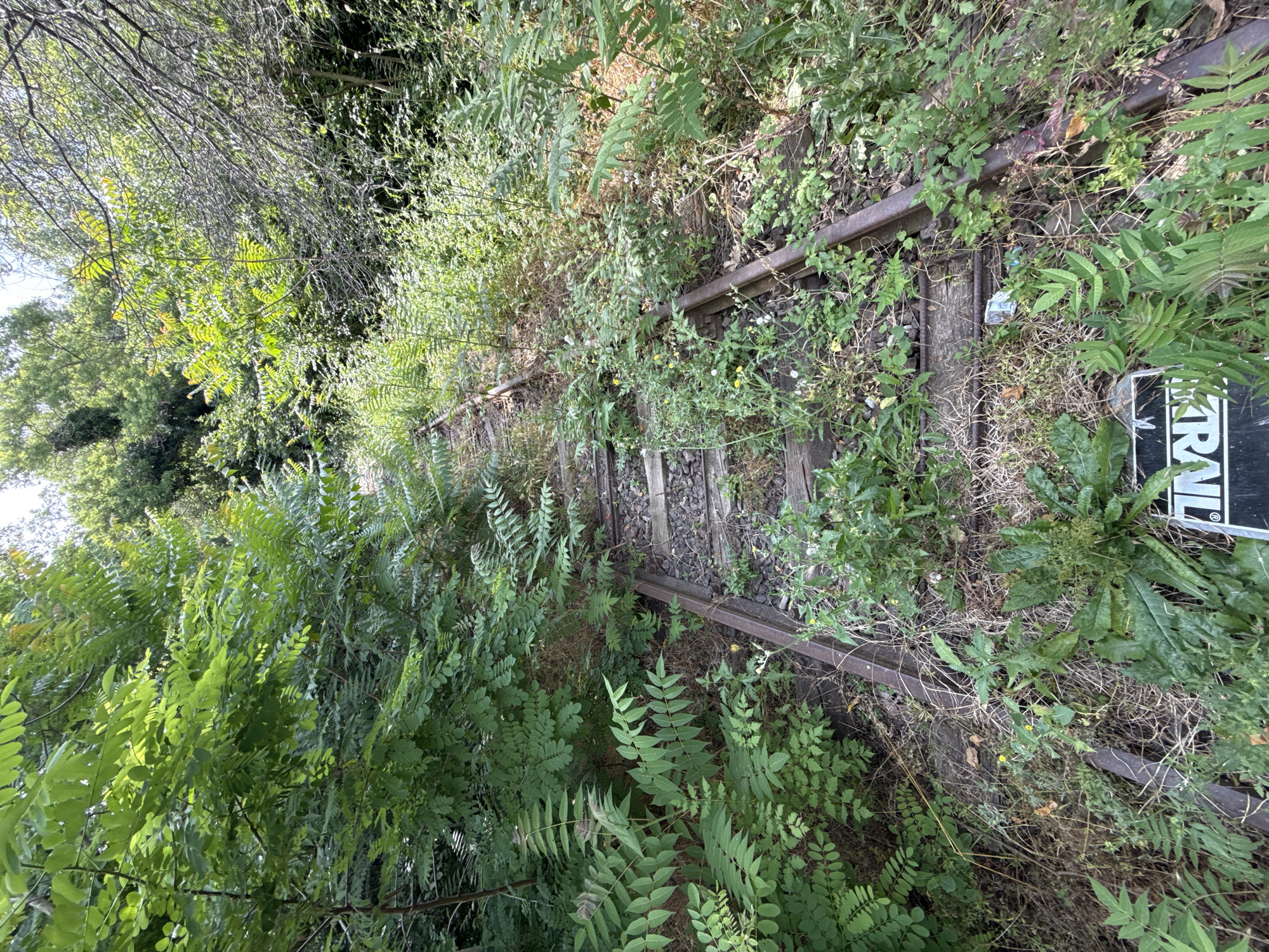 The image depicts an abandoned railway track overgrown with vegetation. The tracks, made of rusty metal rails and weathered wooden sleepers, are partially obscured by a dense growth of green plants, including ferns and leafy bushes. The scene suggests a lack of recent use and maintenance. The environment is natural and appears to be outdoors, with trees and foliage visible in the background, indicating a rural or semi-rural setting. A partially visible sign with white lettering on a black background is present in the foreground, but the text is mostly obscured by greenery. The lighting suggests it is daytime. There are no people or animals visible in the image. This location is part of the city of Burgas, Bulgaria.