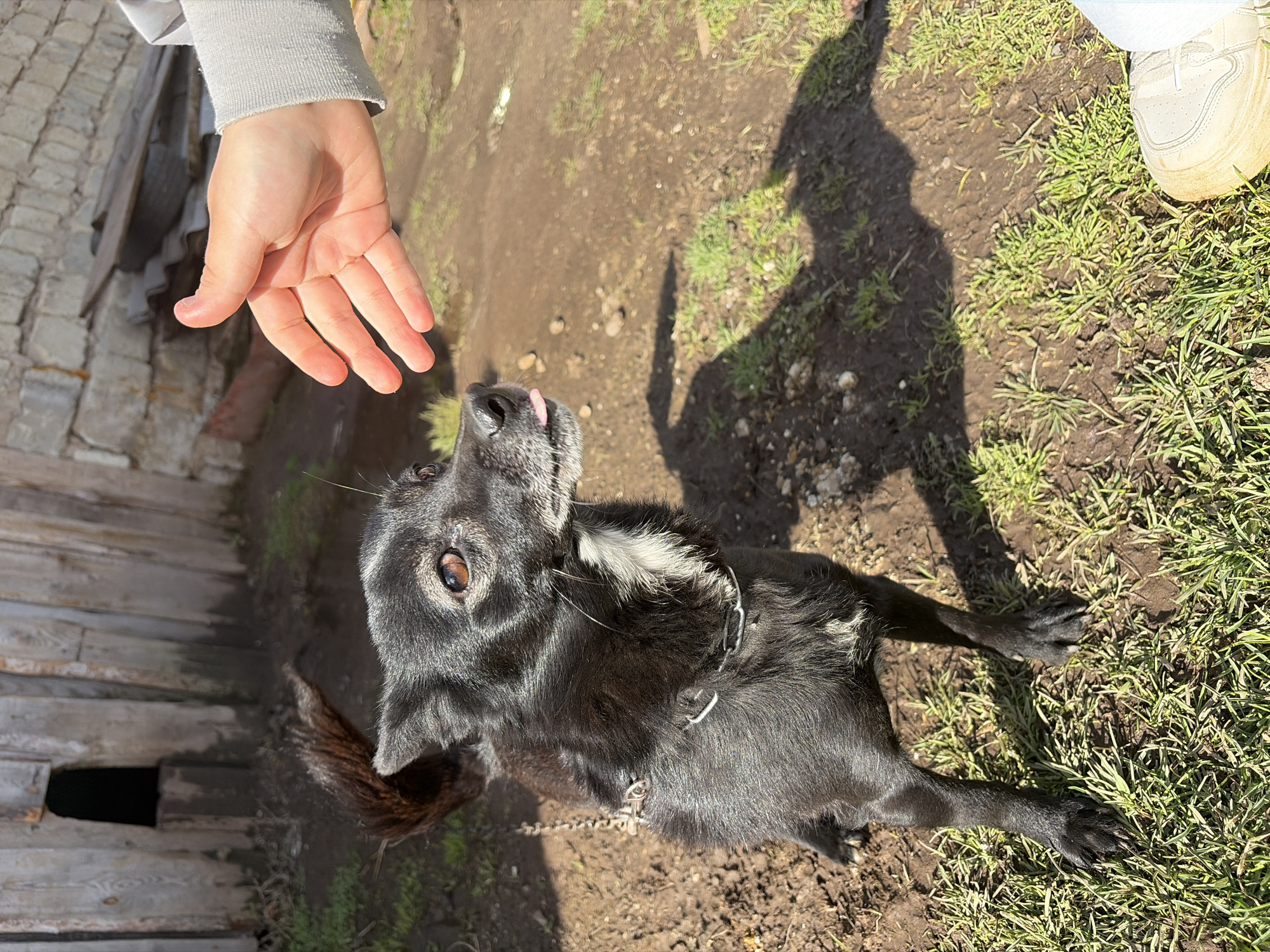 A black dog with white markings stands on a mix of dirt and grass, its tongue slightly protruding. A human hand is outstretched towards the dog. A shoe is visible in the upper right corner of the frame. The scene is outdoors, near a wooden structure.