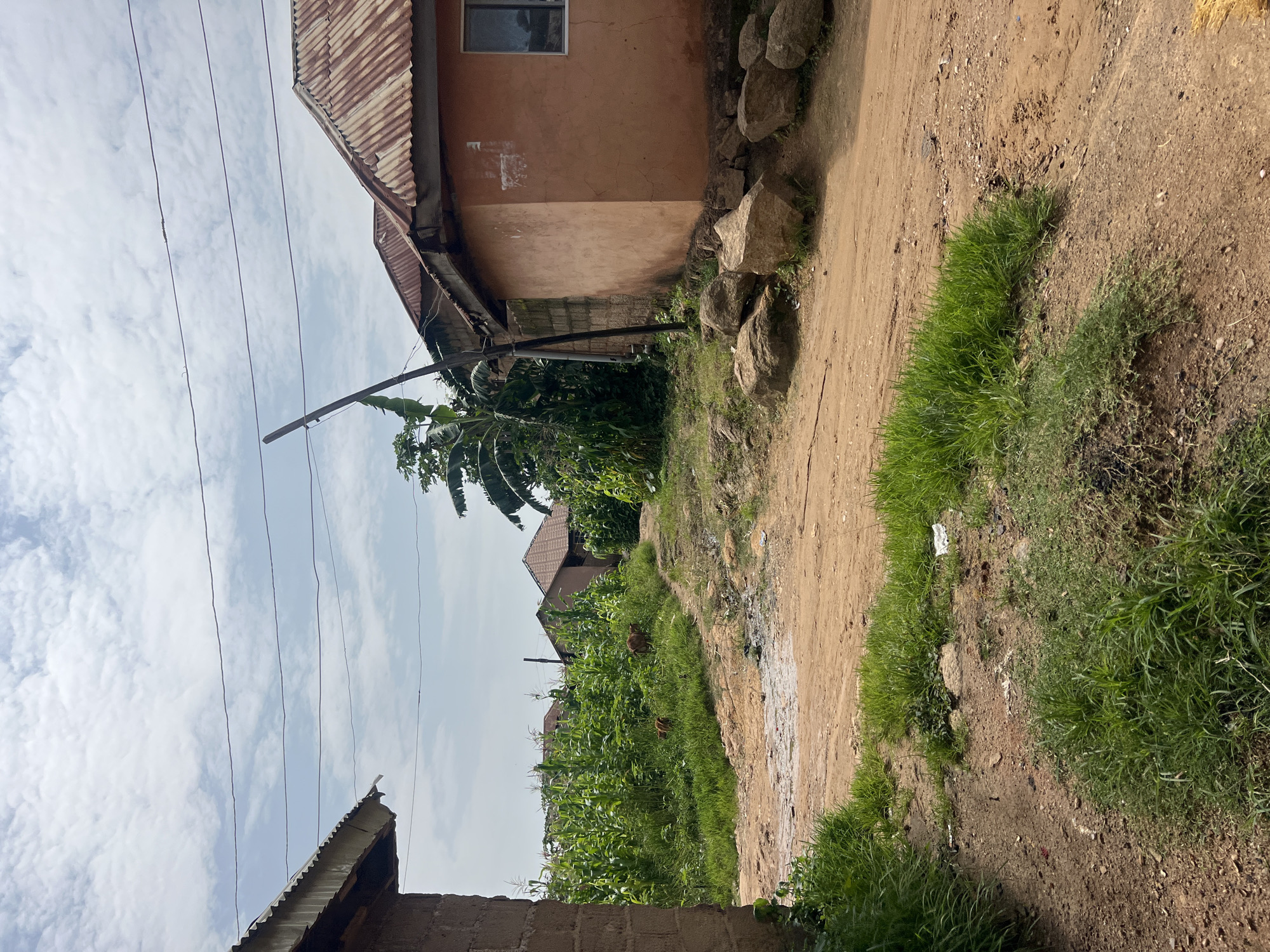 This is a vertical, eye-level, medium shot of a dirt road in a rural village in Jos, Nigeria. The sky is overcast with scattered clouds. On the right side of the road is a small, one-story building with an orange-colored facade and a corrugated metal roof. The building has a single window with dark glass. To the left of this building, the road curves and disappears into the distance, bordered by lush green corn stalks. Further down the road, more buildings with corrugated metal roofs are visible. A thin, dark pole, possibly a utility pole, stands near the center of the image, leaning slightly to the left. Several large rocks are scattered along the right side of the road in the foreground. The road itself is made of reddish-brown dirt and appears somewhat worn. In the middle ground, two brown dogs are visible amidst the tall grass and corn stalks. The overall impression is one of a simple, rural settlement.