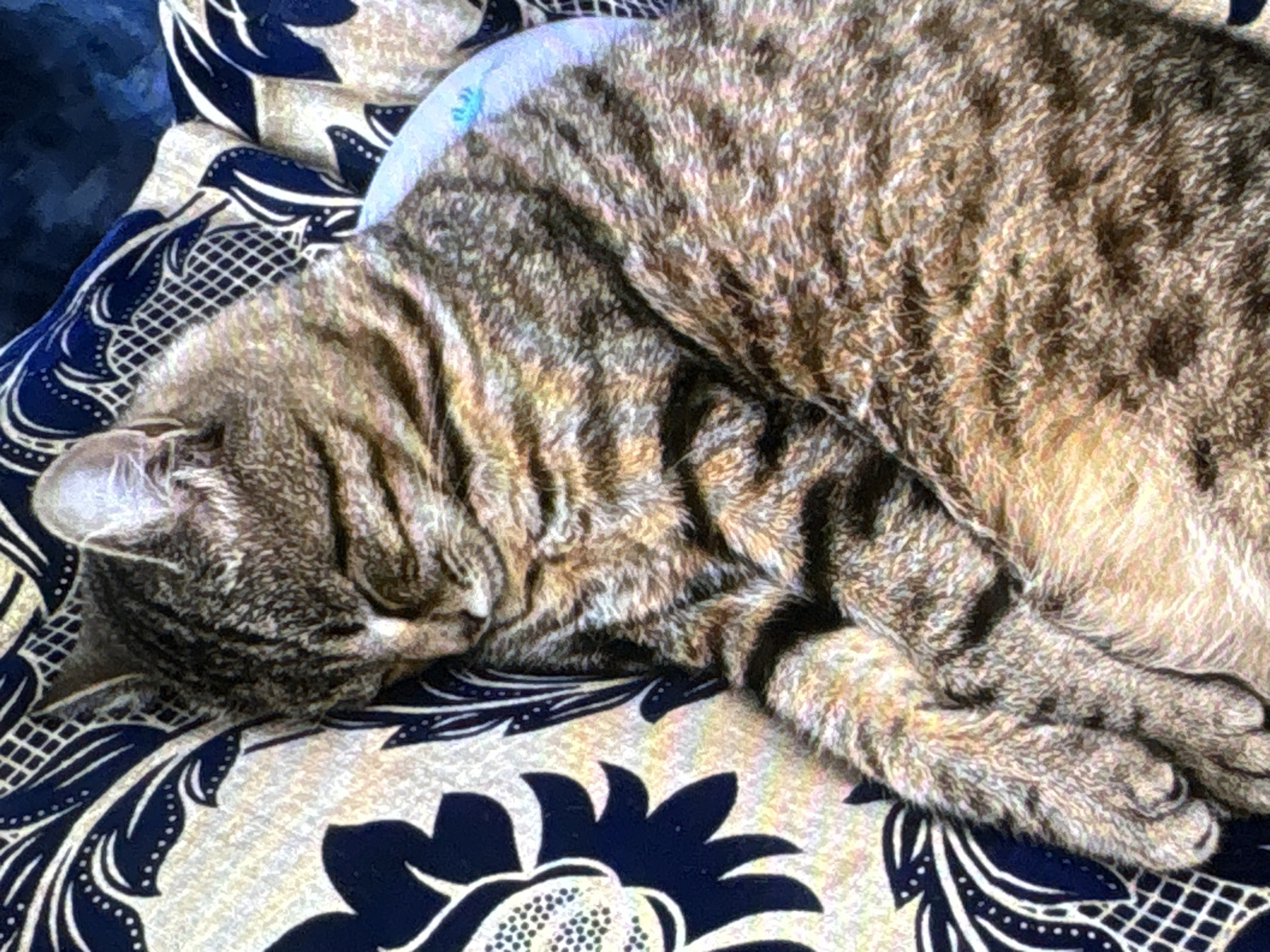 A tabby cat is sleeping soundly on a patterned blanket. The blanket features a dark blue and cream floral design. The cat's fur is a mix of brown, black, and tan stripes. Its eyes are closed, and its paws are tucked in. The scene appears to be indoors, possibly in a home. The location in the city of Batumi, Georgia, is unknown.