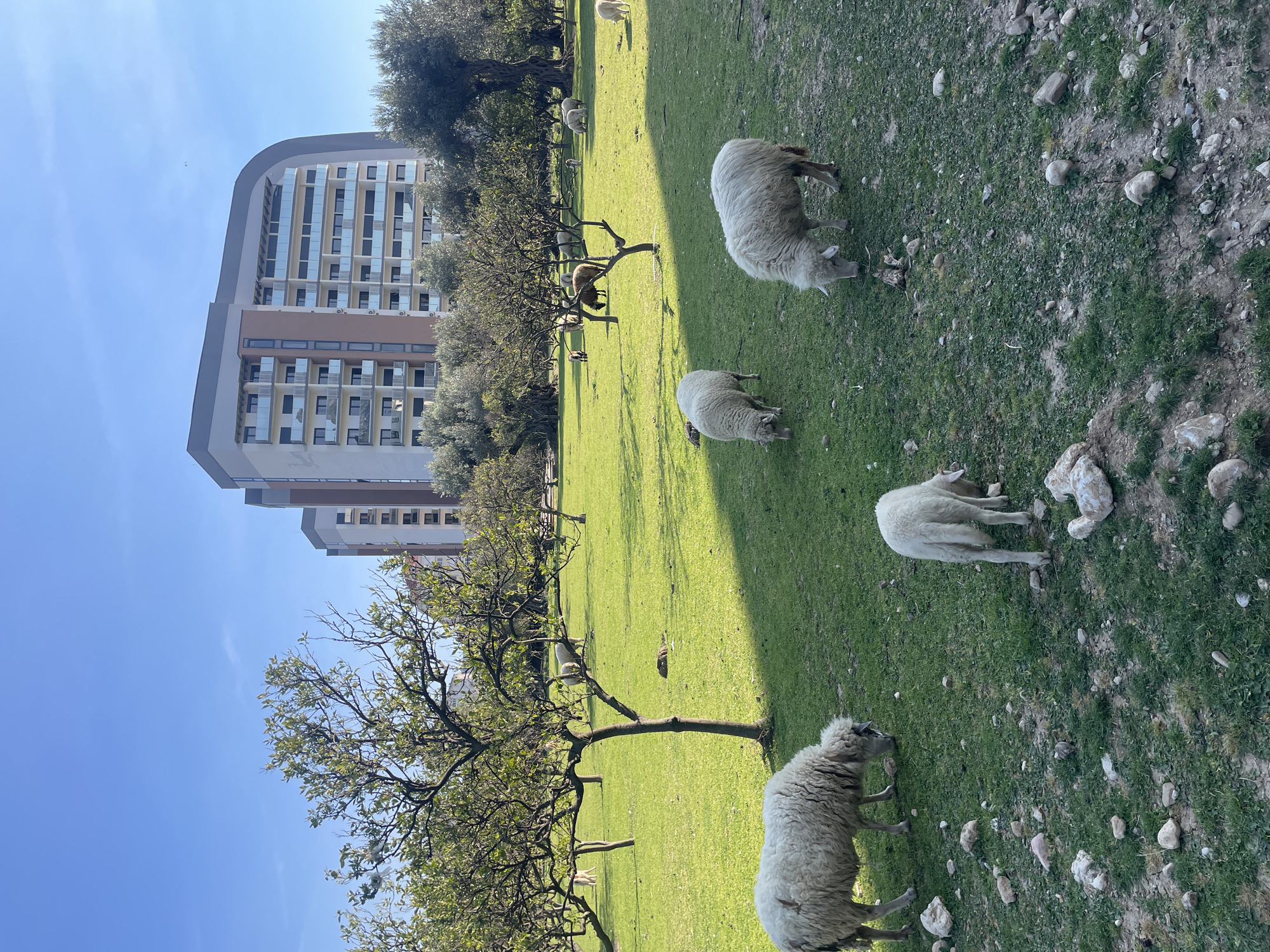The image shows a grassy field in Bar, Montenegro, with a modern high-rise building in the background. Several sheep are grazing in the field. The foreground is dotted with small rocks. The scene is illuminated by bright sunlight, casting shadows across the grass. Bare trees with light green leaves are scattered throughout the field.