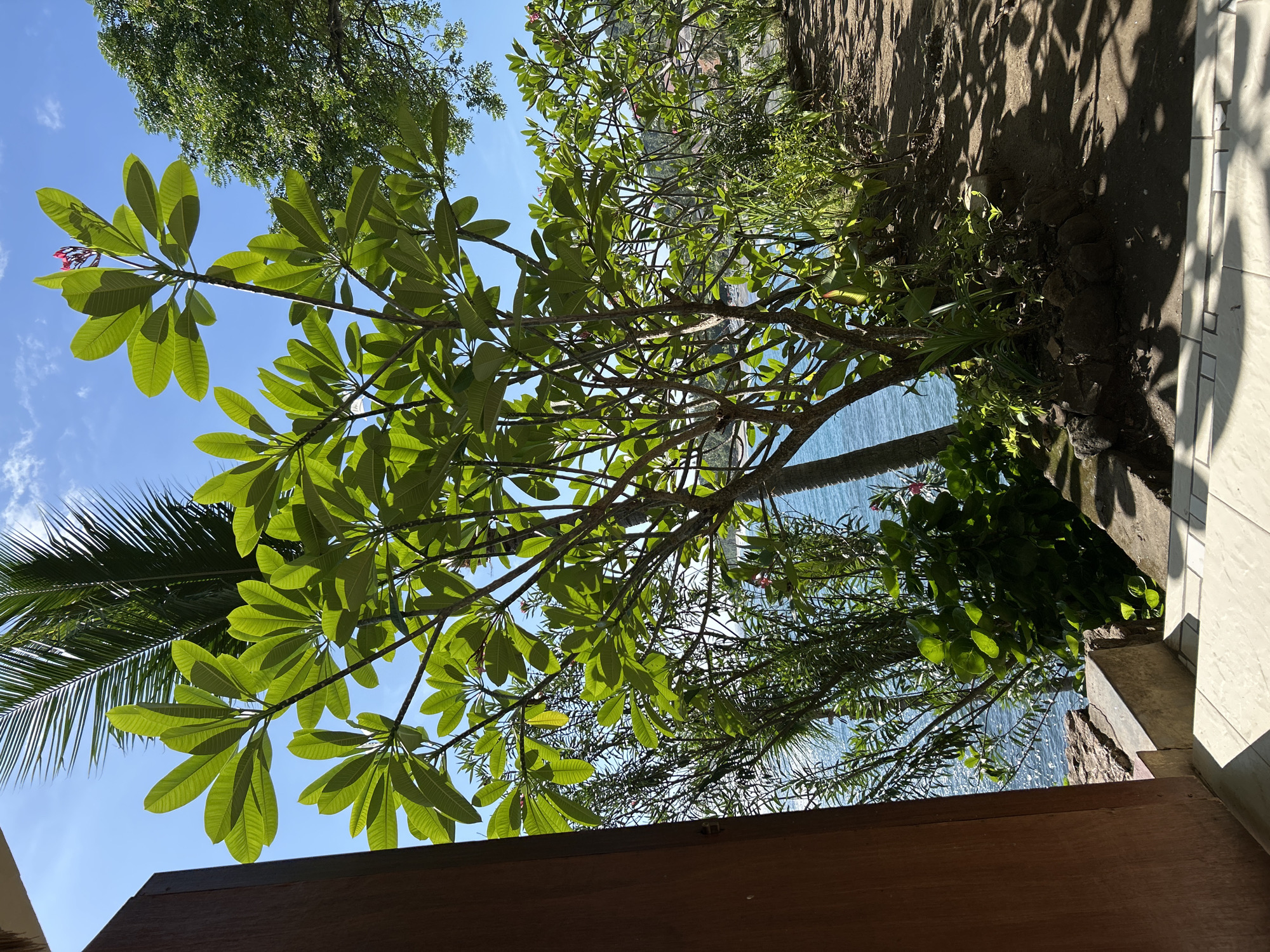The image, taken in Senggigi, Indonesia, shows a view upward through the leaves of several trees, including a plumeria, toward a clear blue sky and a glimpse of the ocean. The plumeria, with its distinctive large leaves, is prominently featured in the left side of the frame. Another type of tree, visible near the top edge, has denser foliage. The ocean is visible as a band of blue between the foliage. A partially visible wall or building is present on the right side of the image, casting shadows on the ground. The scene is brightly lit, suggesting a sunny day. The wooden structure at the bottom is likely part of a building or patio.