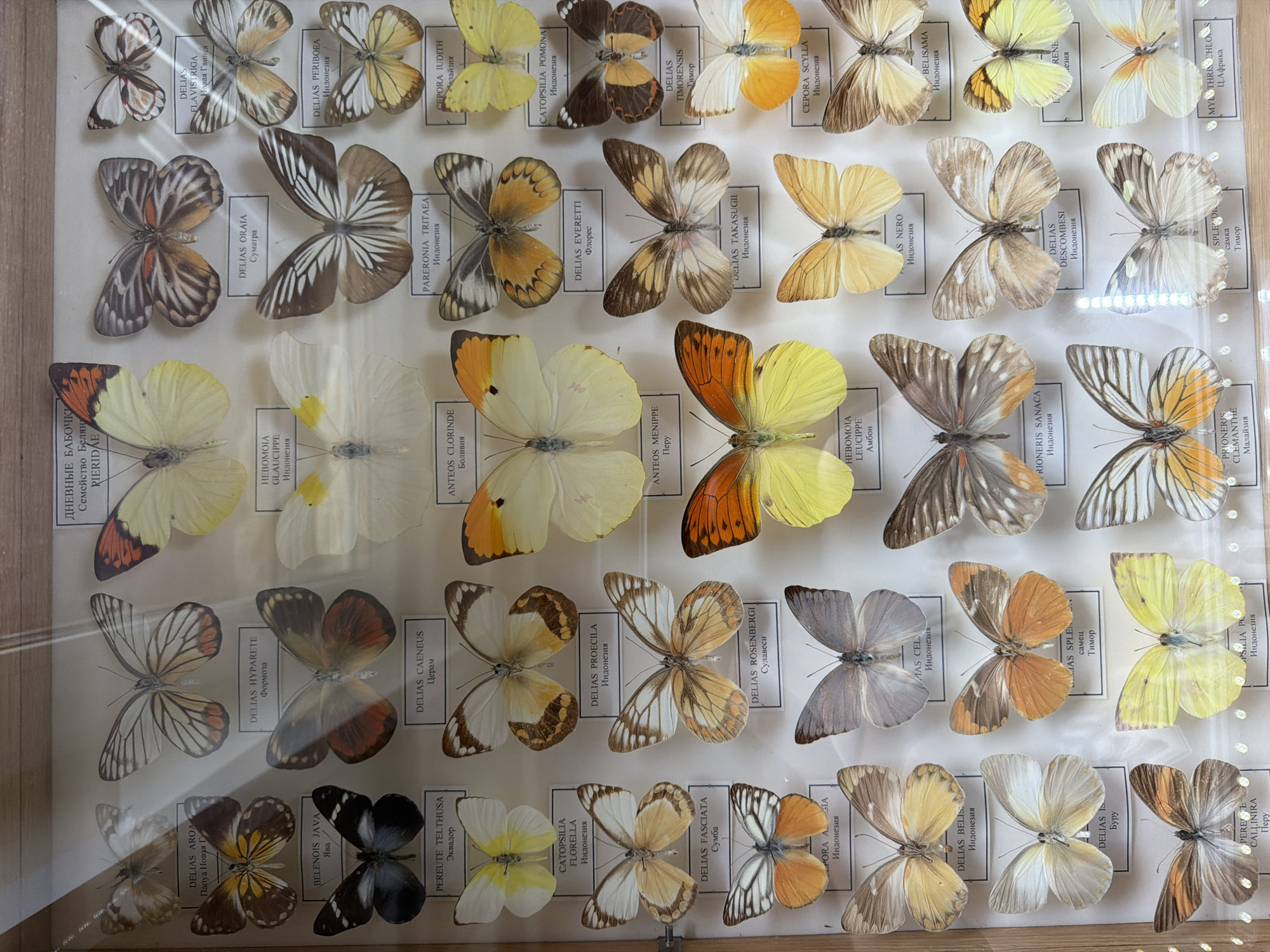 This image is a close-up, overhead view of a display case filled with preserved butterflies, likely part of a scientific collection. The butterflies are arranged in neat rows and columns, mounted on white cards with printed labels. The labels contain scientific names and locations, such as "DELIAS AROM Papua," "BELENOIS JAVA Java," and "CEPORA IUDITH Malaysia," indicating the diversity of species and their origins. The butterflies themselves exhibit a wide range of colors and patterns, including shades of white, yellow, orange, brown, and black, with intricate wing designs. Some butterflies are open-winged, displaying their full beauty, while others are shown with their wings partially closed. The display case appears to be made of glass and is placed on a light-colored surface. The lighting suggests an indoor setting, possibly a museum or a private collection. The overall impression is one of organized natural history, showcasing the beauty and diversity of these insects.