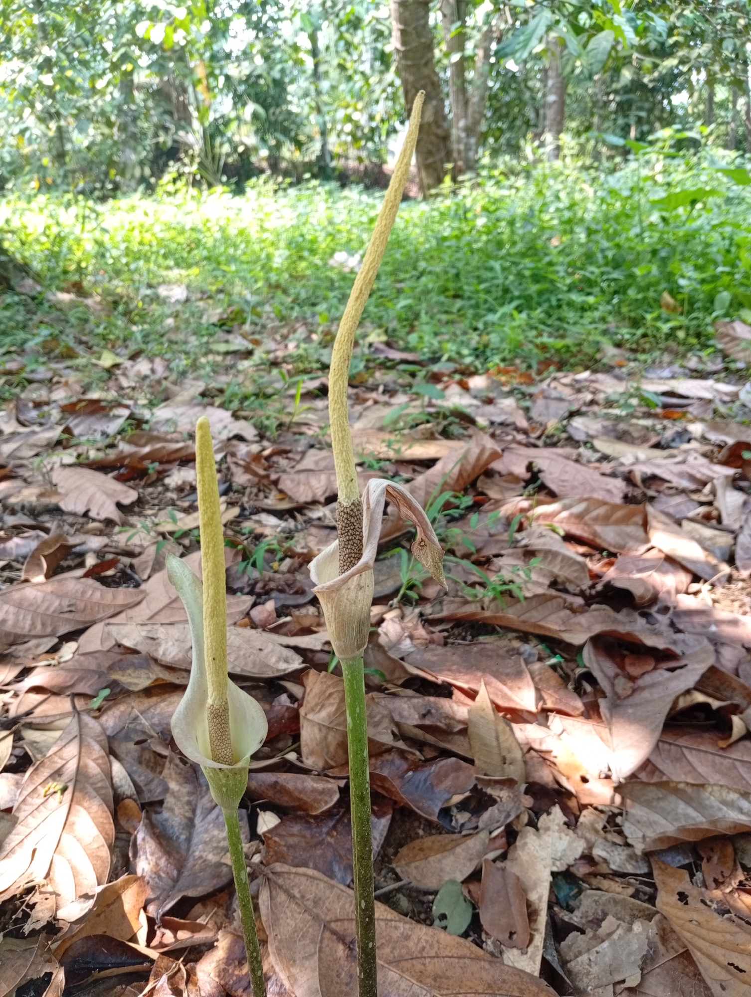 The image depicts two unusual plants with long, pale yellow spadices emerging from a bed of dry, fallen leaves. The plants are set against a background of lush green foliage and trees, suggesting an outdoor, natural environment. The presence of dry leaves indicates an autumn or dry season setting. The foreground is dominated by the plants and the leaf litter, with the greenery serving as a backdrop. The lighting suggests it is daytime, with sunlight filtering through the trees, creating dappled light and shadows on the ground. The scene appears to be located in a wooded or garden area.