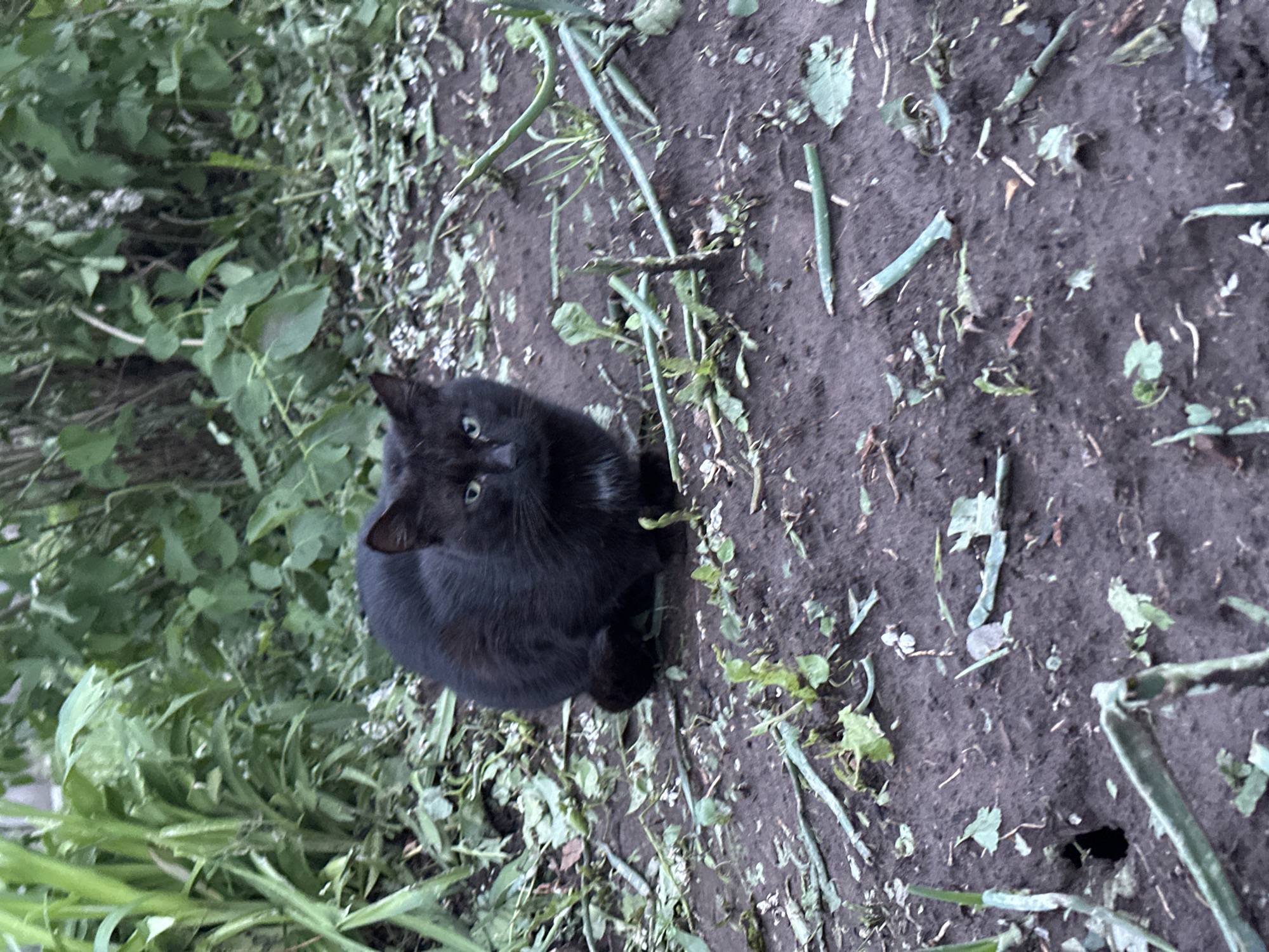 A black cat sits among greenery on the ground in Среднее Кечево, Russia. The ground is partially bare, with scattered plant debris and cut onion stalks. The cat is looking upward.