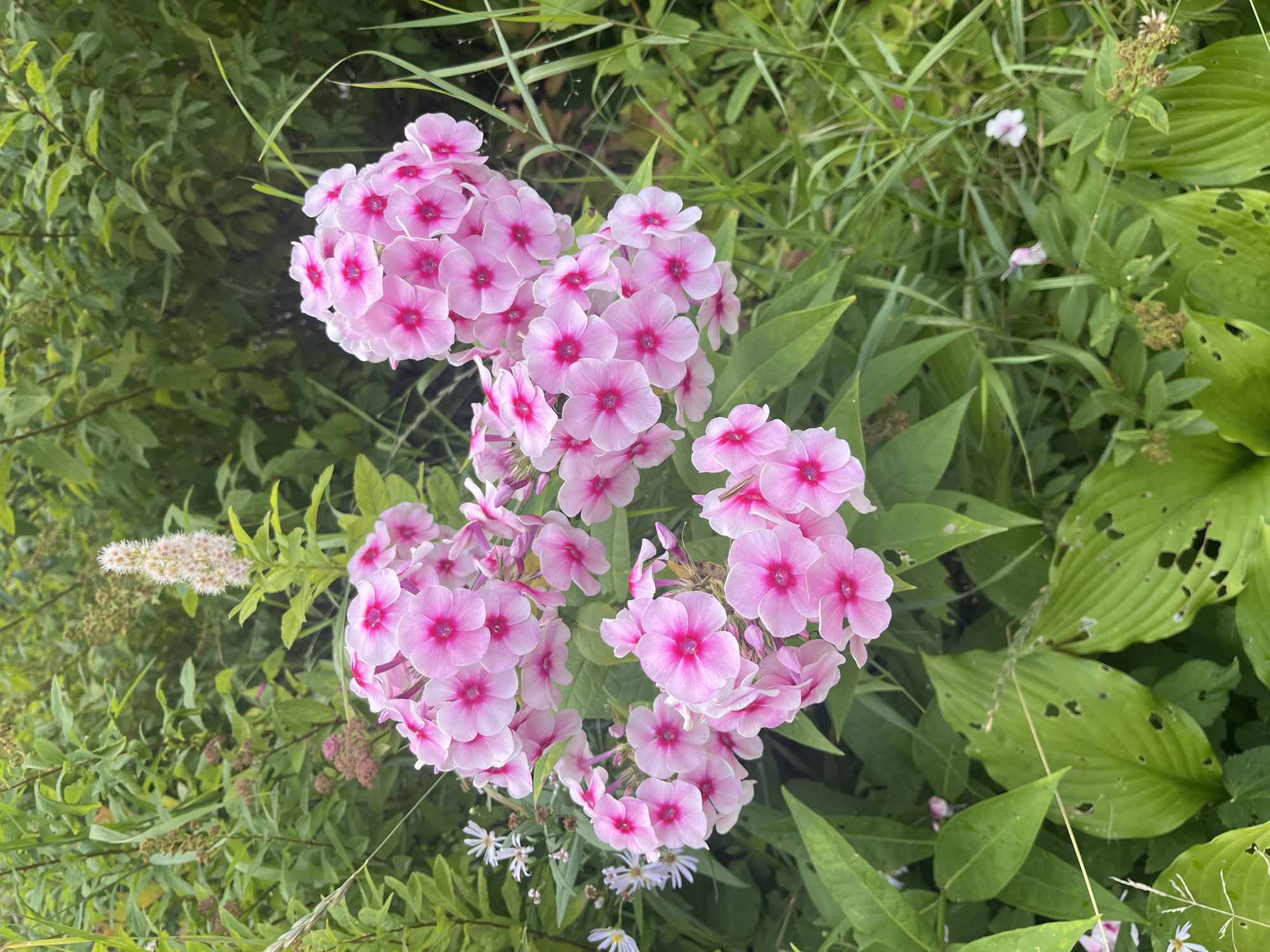 A medium shot captures a cluster of pink phlox flowers with dark pink centers, interspersed with green foliage and blades of grass. The flowers are in full bloom, with numerous individual blossoms forming a dense head. In the background, a tall, feathery white spire of a plant is visible, along with hints of other green leaves and branches. Some of the broad green leaves in the foreground appear to have small holes, suggesting insect damage. The scene is set outdoors, in what appears to be a natural or garden environment. The overall impression is one of vibrant floral life within a lush, green setting. The specific location of Vladimirovka, Russia, is not discernible from the visual information present in the image.