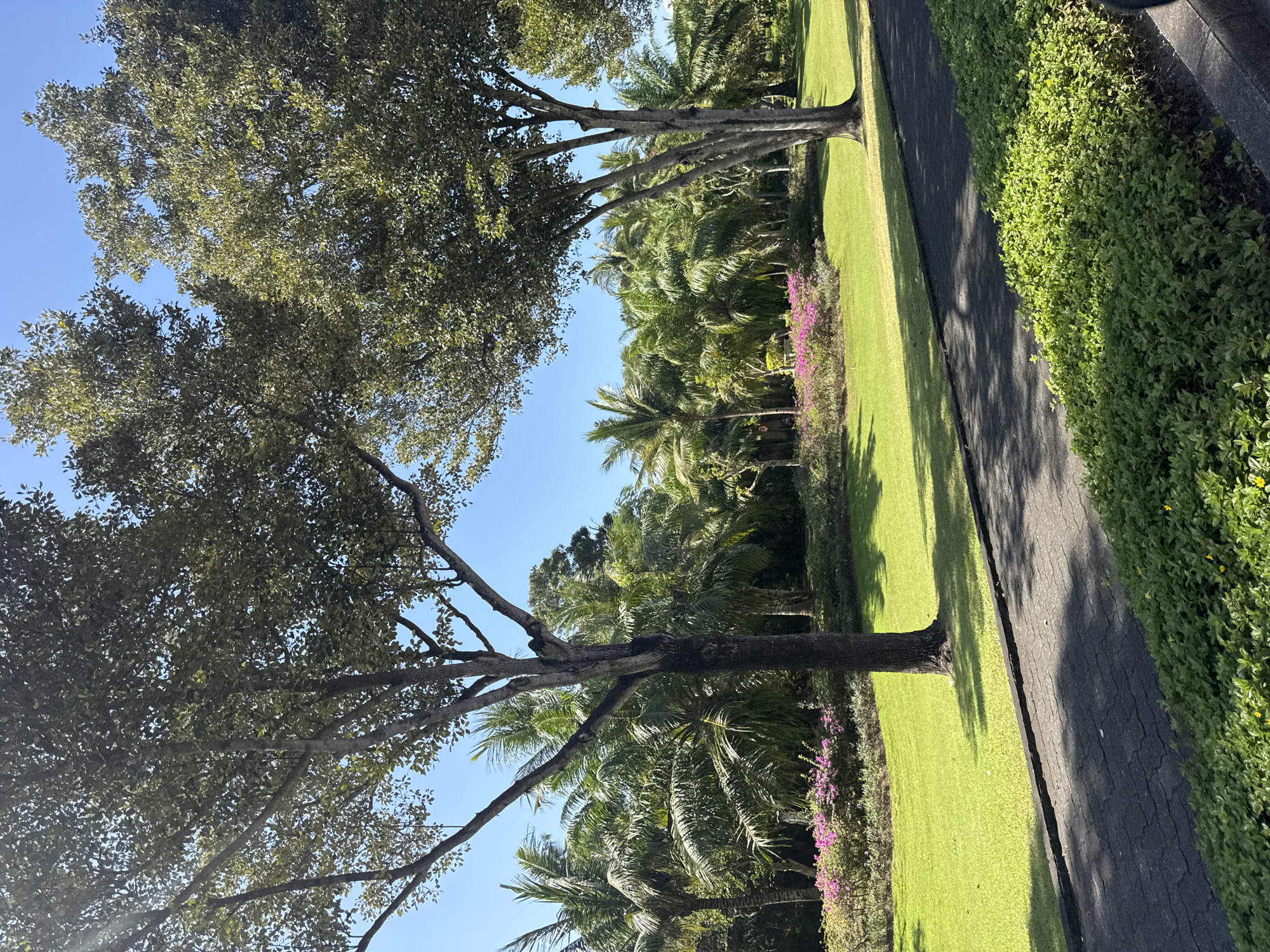 A paved pathway curves through a lush green landscape under a clear blue sky. Tall trees with dense foliage, including palm trees, dominate the background. A line of vibrant pink flowers runs along the edge of the pathway, separating it from a manicured lawn. The sun casts dappled shadows across the pathway and grass. This scene depicts a well-maintained park or resort area, likely in a tropical climate. The specific location in Kuta Selatan, Indonesia, suggests a tourist-oriented environment with abundant natural beauty.