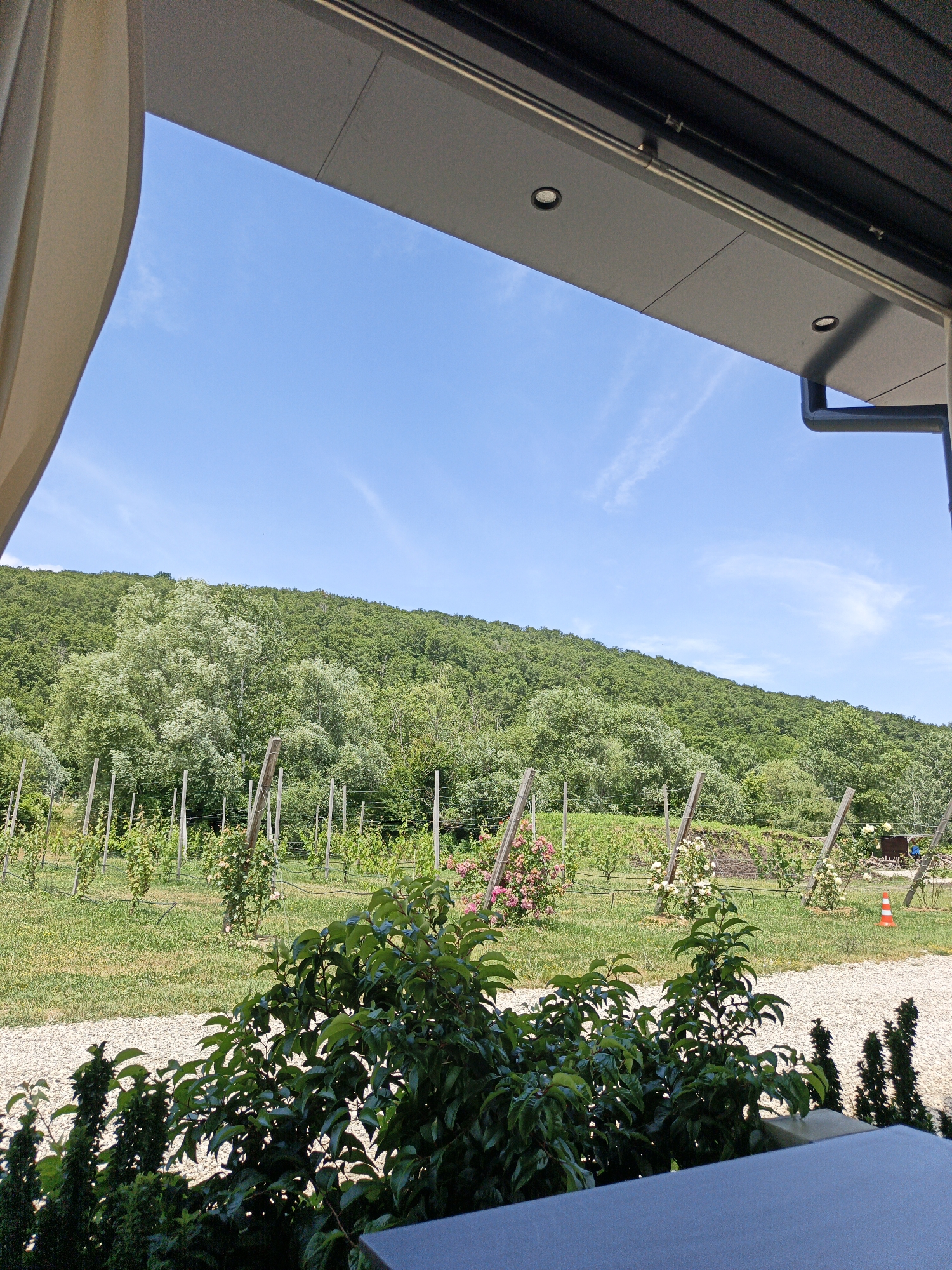 This media file depicts a vineyard on a sunny day. The foreground features lush green foliage, obscuring the lower portion of the scene. Beyond the greenery, a vineyard stretches across a gently sloping landscape, with rows of young vines supported by wooden stakes and wires. In the middle ground, several rose bushes with pink and white blooms are interspersed among the vines, adding pops of color. The background is dominated by a verdant, tree-covered hill that rises steeply. The sky above is a clear, bright blue with a few wispy white clouds. The scene is illuminated by bright sunlight, suggesting it is midday. The presence of the vineyard, rose bushes, and the rolling, wooded hills points to a rural or semi-rural setting, consistent with the provided location context of Pshada, Russia. There are no visible people or text in the image. The overall impression is one of a peaceful, idyllic countryside scene.