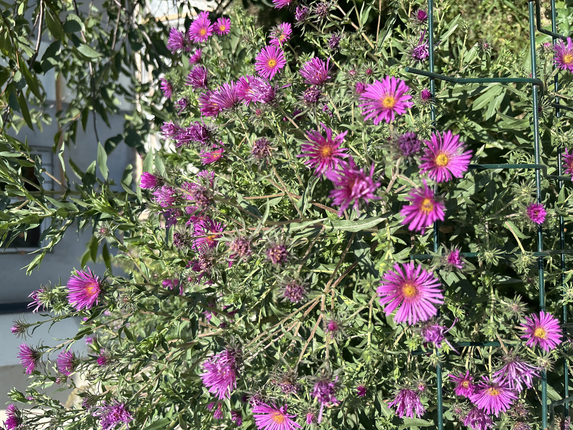 A close-up, eye-level shot captures a cluster of vibrant purple asters blooming outdoors, their delicate petals radiating from bright yellow centers. The flowers are densely packed amidst lush green foliage, some with unopened buds and others with wilting, spent blooms. A dark green wire fence runs horizontally and vertically through the lower portion of the frame, partially obscuring some of the flowers. The background is softly blurred, hinting at a building with a light-colored wall and some greenery, suggesting an urban or suburban garden setting. The lighting indicates a sunny day, casting subtle shadows and highlighting the textures of the flowers and leaves. The overall scene is one of natural beauty in a cultivated outdoor space, with no people visible. This image was captured on a sunny day in Tashkent, Uzbekistan.