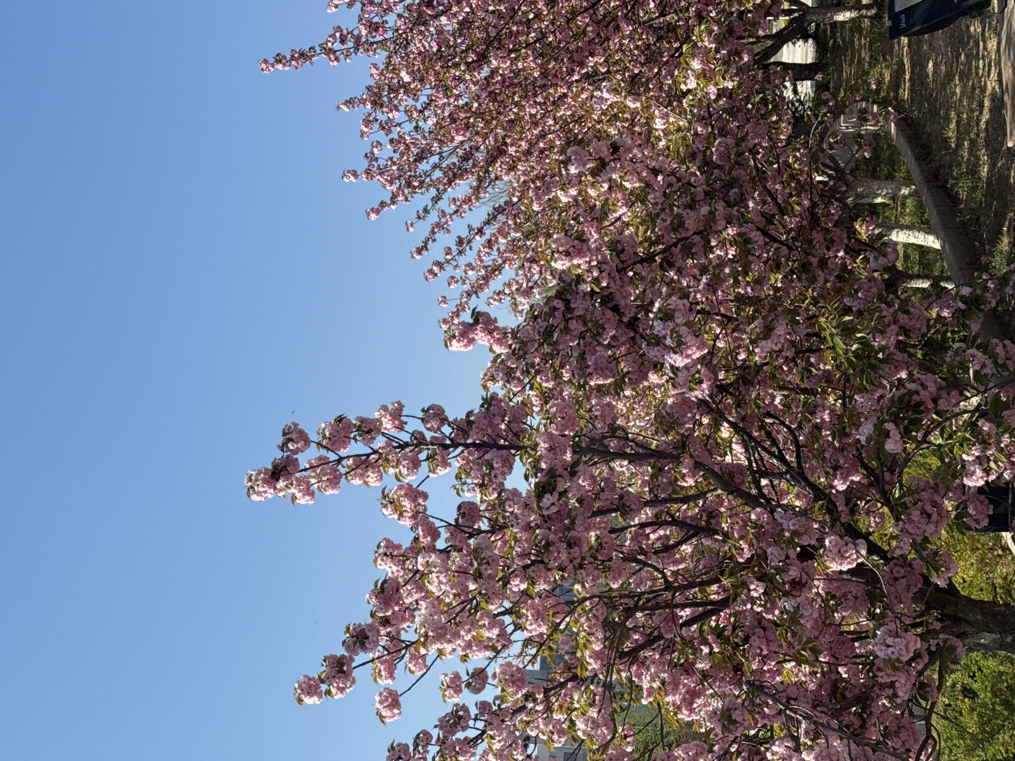 The image captures a vibrant spring scene dominated by blooming trees and a clear blue sky. Numerous trees, heavily laden with dense clusters of small, delicate pink flowers, occupy the right side and extend into the lower and central portions of the frame. The intricate, dark branches are visible through the profusion of blossoms, interspersed with some fresh green leaves. The sheer volume of flowers suggests a full bloom, characteristic of cherry blossoms or similar spring-flowering trees.
The left and upper parts of the image feature a vast expanse of clear, bright blue sky, indicating sunny weather. The strong light suggests a daytime scene, likely mid-morning or afternoon.
In the background, particularly towards the bottom right, hints of a park-like environment are visible. This includes lighter-colored tree trunks, green grass, and what appears to be a pathway. A dark, rectangular object, possibly a sign or part of outdoor furniture, can be seen, with some faint, illegible white text on its surface, which might read "MALLIT" or something similar. No people or explicit activities are depicted. The overall impression is one of natural beauty, tranquility, and the lush freshness of springtime in an outdoor setting in Zhongtun, China.