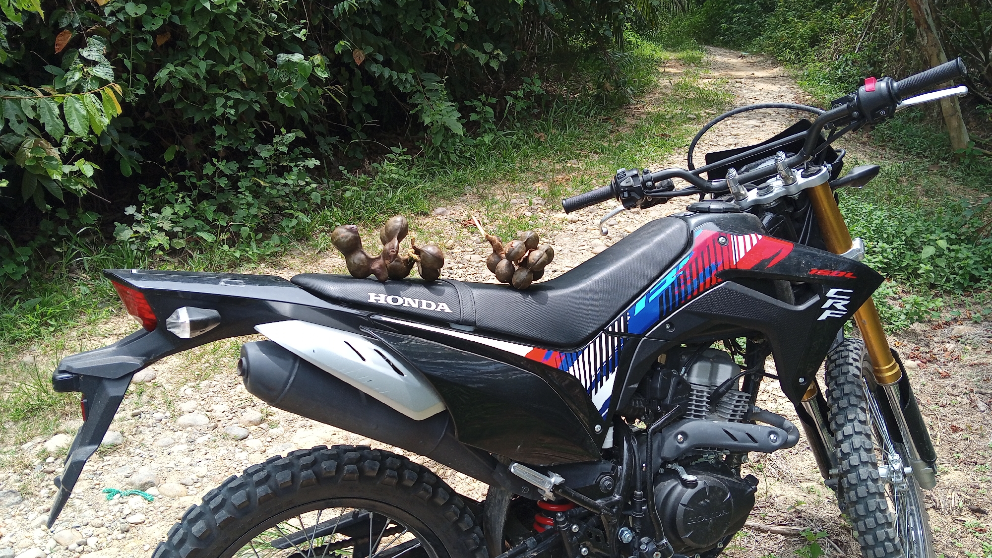 This is a medium shot, eye-level, outdoor, full-color, slightly high-angle photograph of a black Honda CRF dirt bike parked on a dirt road. The bike is positioned at a slight diagonal, with the front facing towards the right side of the frame. The seat of the bike has three clusters of brown, oblong fruits arranged on it. The bike itself is black with red and blue graphics on the side panels, and the word "HONDA" is visible on the seat. The handlebars, front forks, and engine are also visible. The background consists of lush green foliage and trees, with a dirt path winding through them. The ground beneath the bike is composed of gravel and dirt. The overall scene suggests an outdoor setting, possibly in a rural or forested area in Kebonbaru, Indonesia. There are no people or animals present in the image.