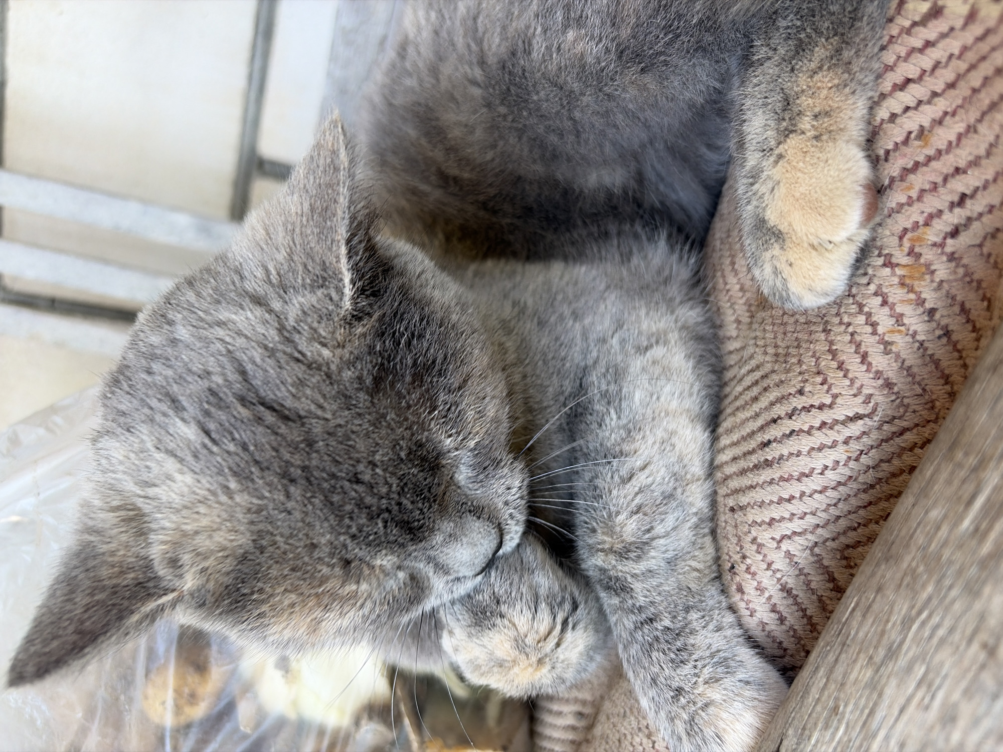 An extreme close-up shot captures a domestic shorthair cat grooming its face with its right paw. The cat has short gray fur with subtle patches of dilute calico coloring, visible on its right hind paw which is lighter in color. The cat's face is mostly obscured by its paw as it cleans its nose and whiskers. The cat is lying on a textured, woven cushion with a diamond pattern in shades of beige and brown. To the left, out of focus, a clear plastic bag contains some indistinct objects, possibly food. Behind the cat, blurred in the background, are vertical elements that appear to be part of a chair or a fence. The lighting suggests an indoor or shaded outdoor setting.