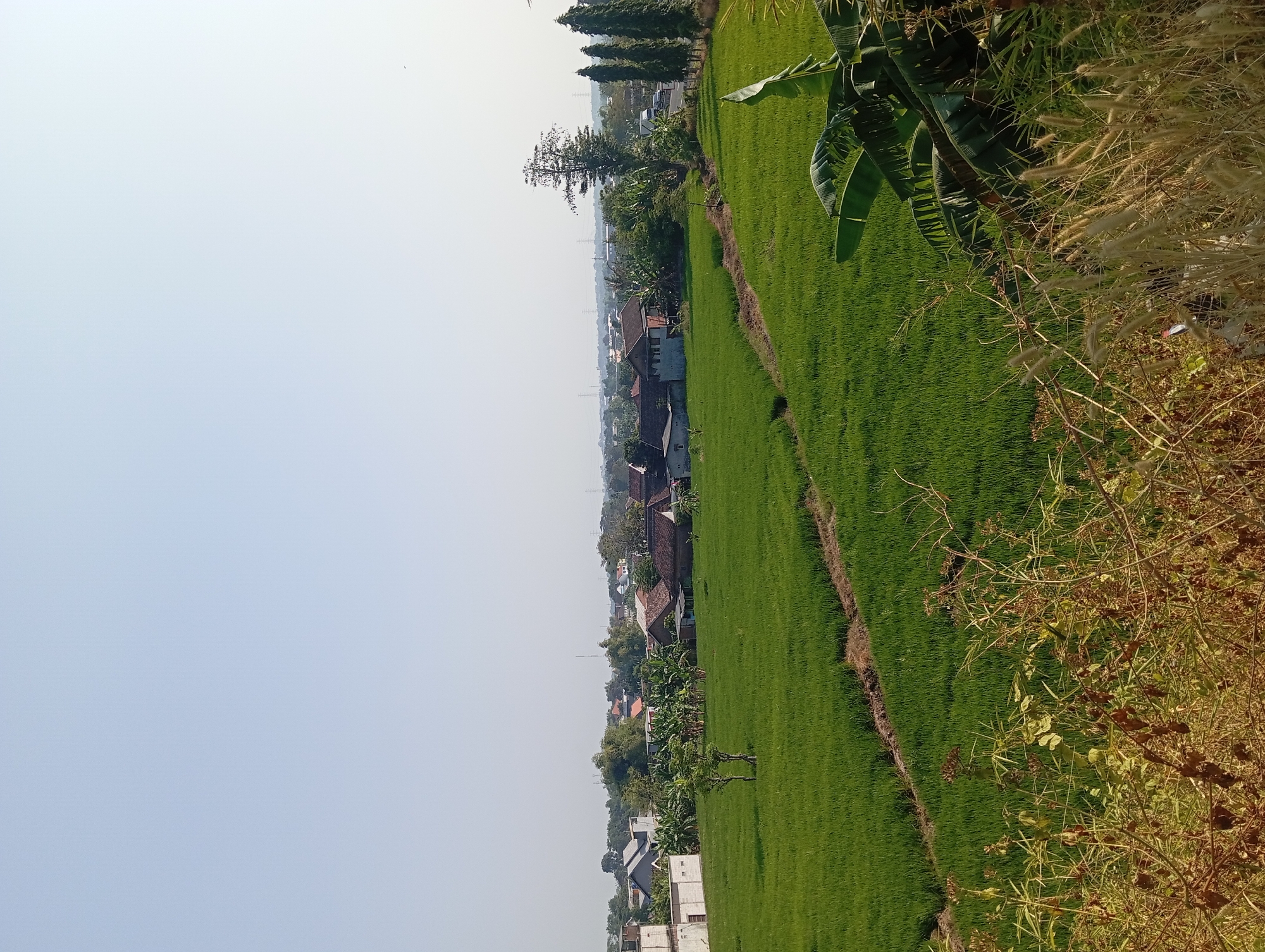 This is a landscape photograph taken on a clear, sunny day in Jogosari, Indonesia. The foreground is dominated by dry, brown vegetation and a patch of lush green banana leaves. Beyond this, a vibrant green rice paddy stretches across the middle ground, with a narrow, earthen pathway winding through it. In the background, a cluster of residential buildings with various roof types are nestled amongst numerous trees, including banana trees and tall, slender conifers. A road with passing vehicles is visible to the right, with more buildings and utility poles in the distance, creating a semi-rural, semi-urban scene under a bright, pale blue sky.