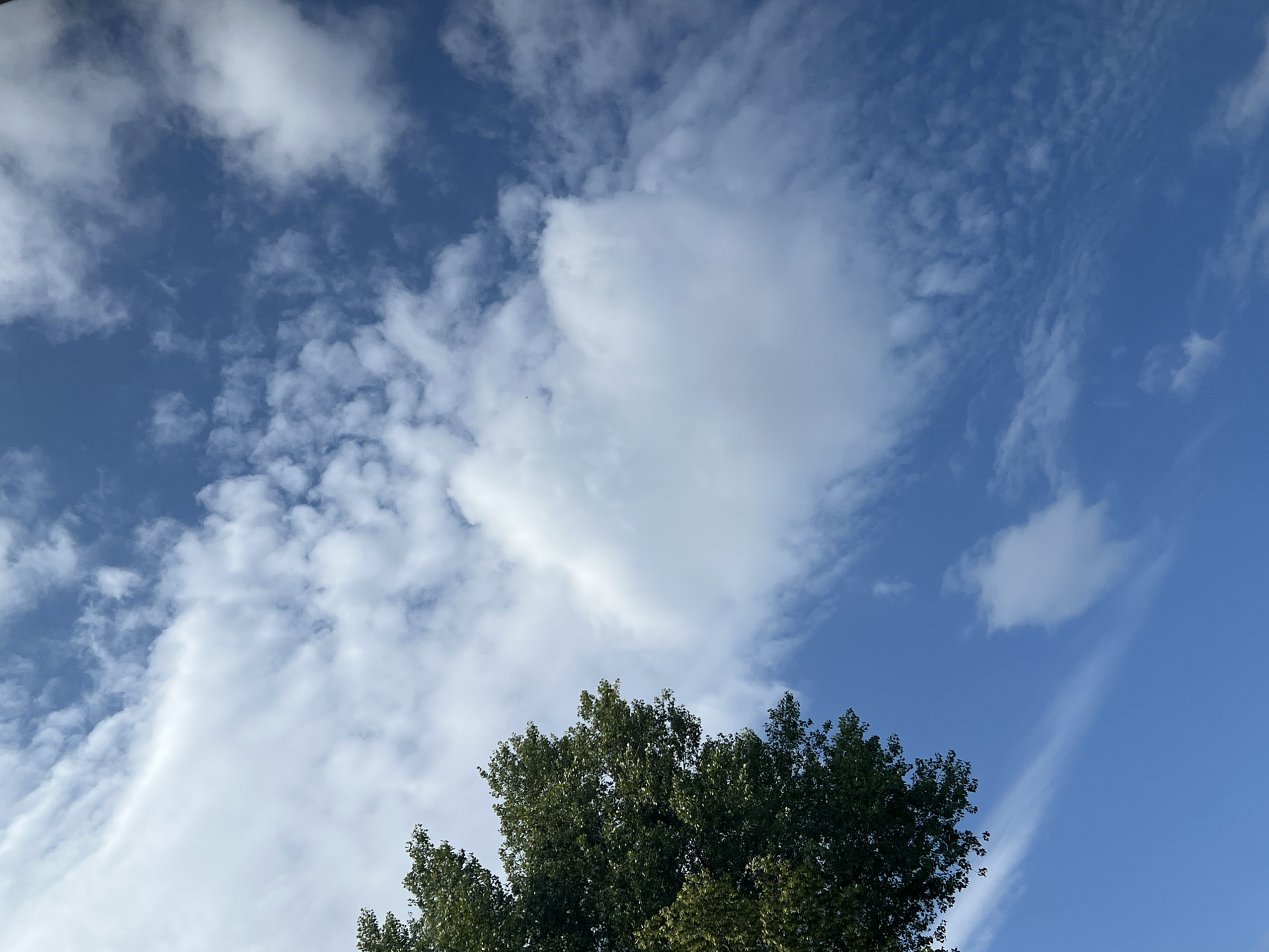 A portion of a green-leafed tree is visible in the upper left quadrant of the image, extending into a bright blue sky filled with white and grey clouds. Some of the clouds are wispy and streaky, while others are more dense and puffy. The lighting suggests it is daytime. There are no people, animals, buildings, or other objects visible in the frame. The scene is purely natural elements. The image does not provide any geographical indicators that would allow for identification of its location within Warsaw, Poland.
