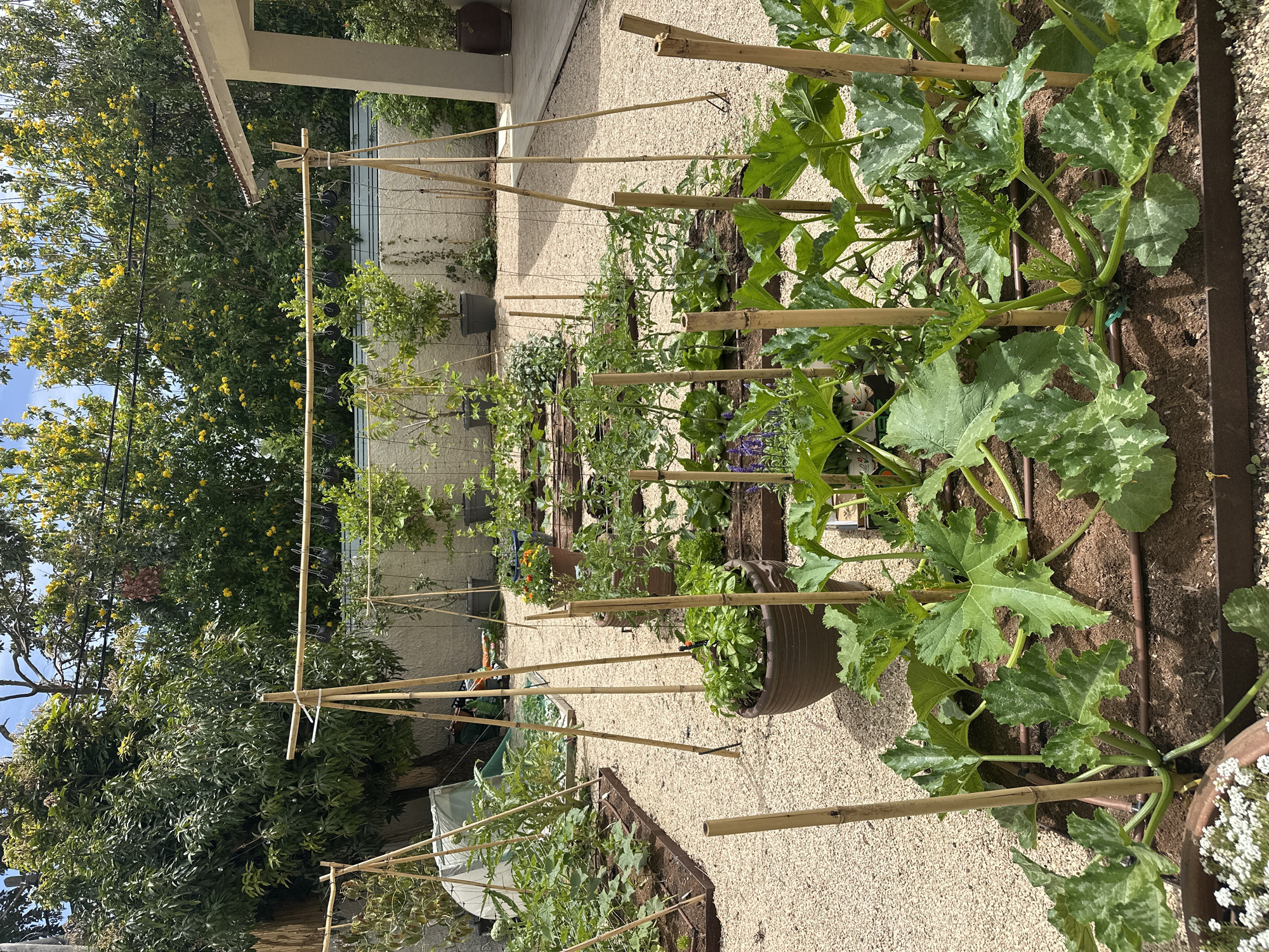 The image depicts an outdoor garden setting in Tel-Aviv, Israel. The garden features raised garden beds arranged in rows, with plants including tomatoes, zucchini and other herbs. Bamboo stakes are used for support of the plants. The ground is covered in light-colored gravel. A portion of a building is visible in the background.