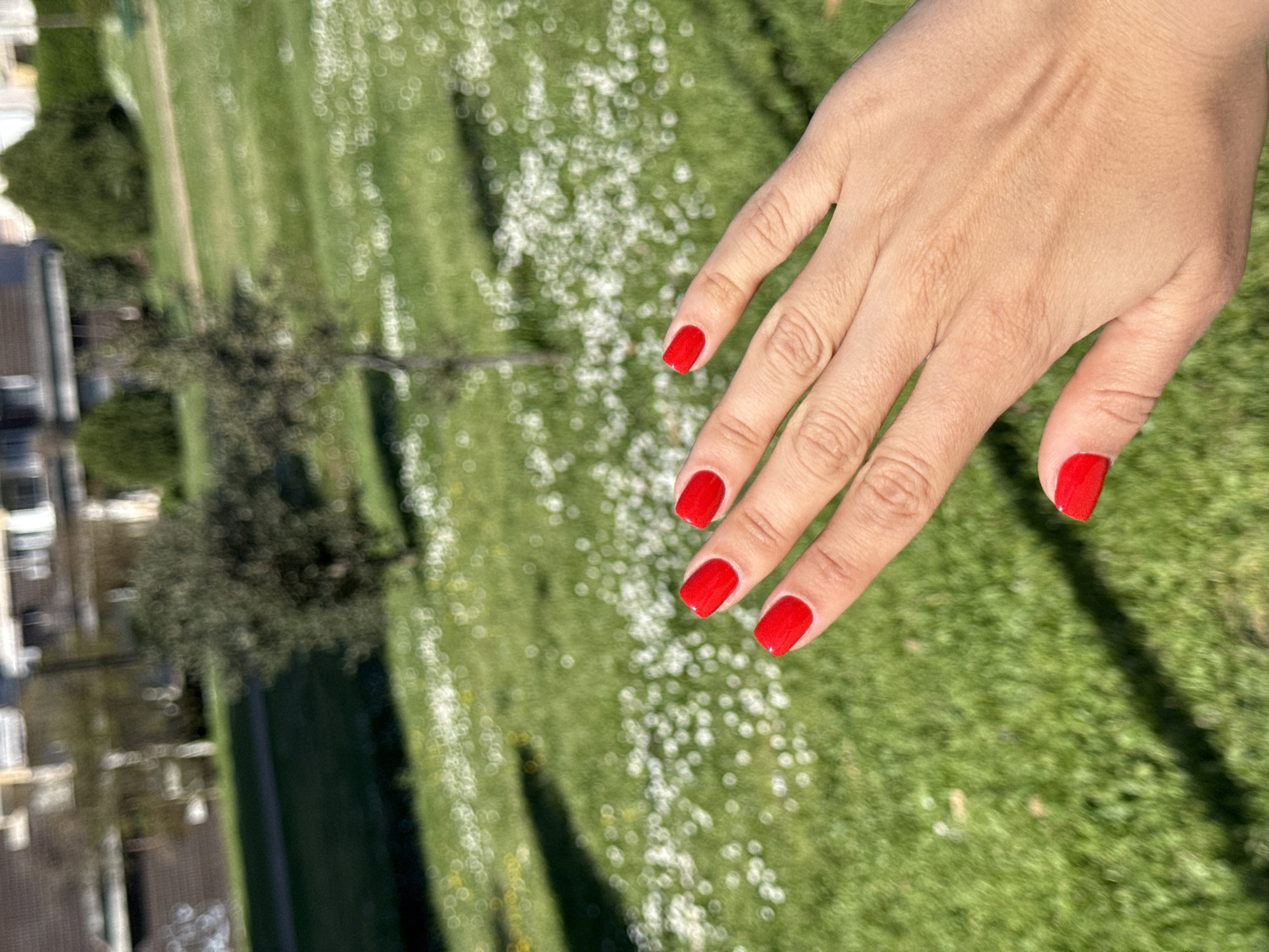 A right human hand with red nail polish is visible in the image. The background appears to be a grassy area with small white flowers, possibly a park or garden. In the distance, a building is partially visible, suggesting an urban or suburban setting. The photograph seems to have been taken on a sunny day, given the bright lighting and clear shadows. The city and specific location are unknown.