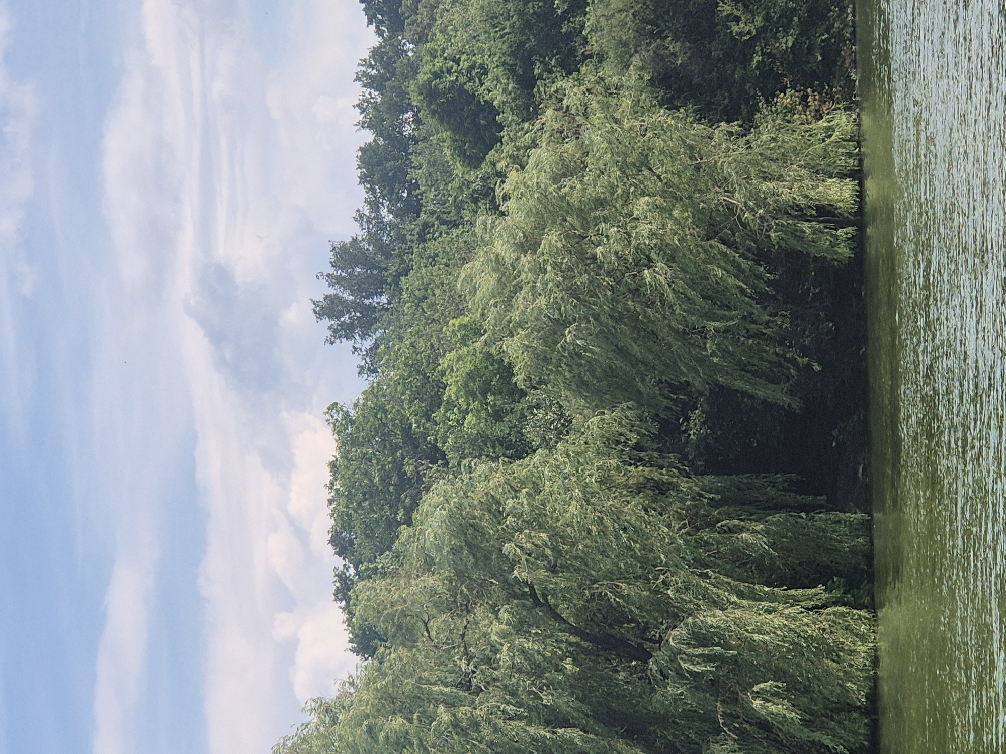 The image shows a natural scene of a body of water with trees along its edge. In the foreground, the water is green and appears somewhat choppy, reflecting the sky and surrounding foliage. The middle ground is dominated by lush green trees, including what appear to be weeping willows with their long, drooping branches reaching towards the water. Behind the willows, a dense forest of various green trees forms a backdrop. The sky above is a mix of light blue with scattered white clouds, some of which appear wispy and others more substantial. The scene suggests a tranquil, natural environment, possibly a lake or riverbank within the city of Sozonivka, Ukraine. There are no people or discernible human activity visible in the image.
