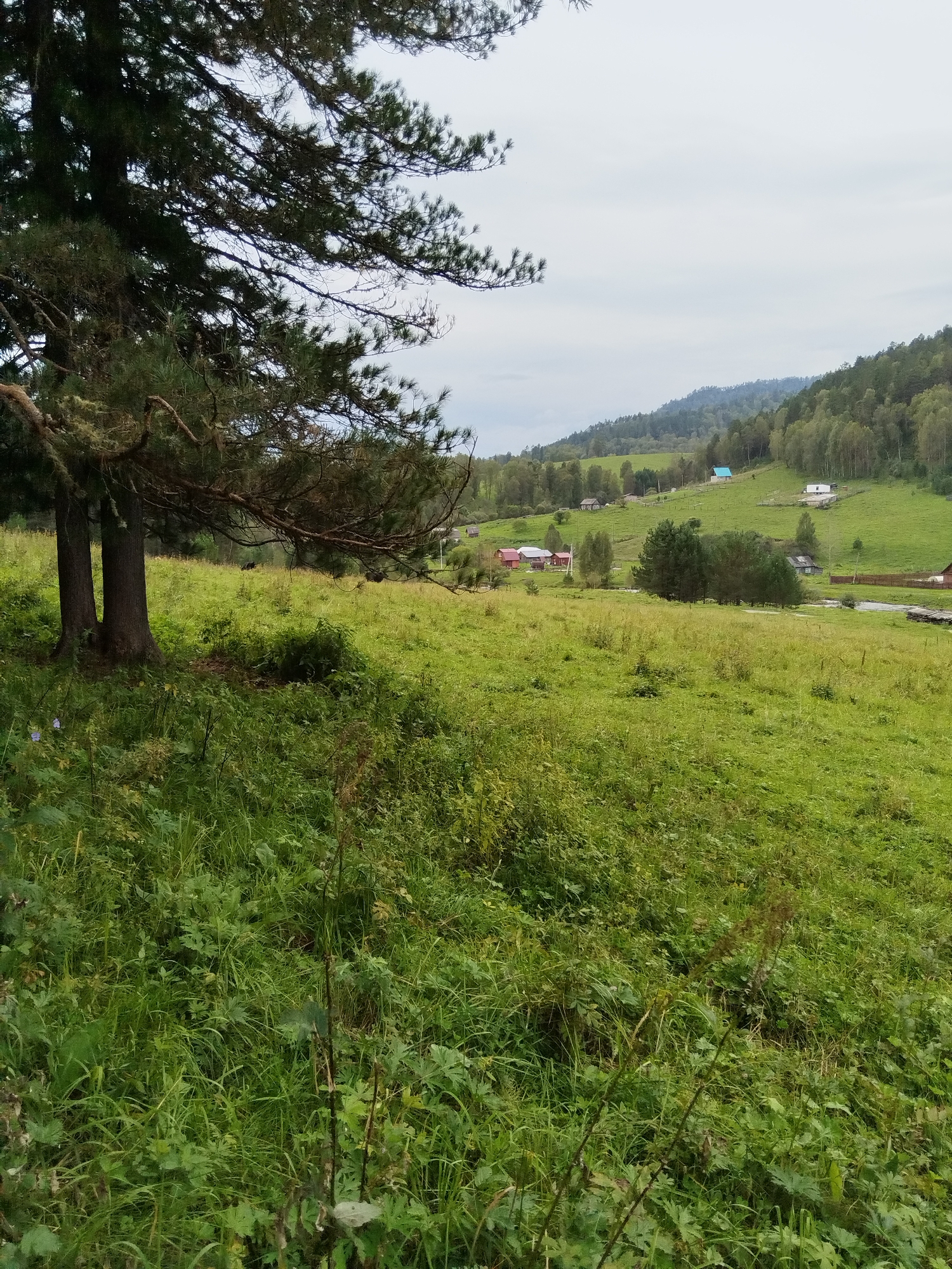The image depicts a panoramic view of a rural landscape in Nizhnii Kuium, Russia, under an overcast sky. In the foreground, a large pine tree with dense foliage dominates the left side of the frame, casting shadows on the lush green grass and vegetation. The terrain slopes gently upwards towards a village nestled in the valley and on the hillsides. Several houses, some with red roofs and others white or blue, are scattered across the green fields. The middle ground features a cluster of trees and a narrow body of water, possibly a stream. The background is characterized by rolling hills covered in a mix of deciduous and coniferous trees, receding into a hazy mountain range. The overall impression is one of a serene, natural environment with signs of human habitation.
