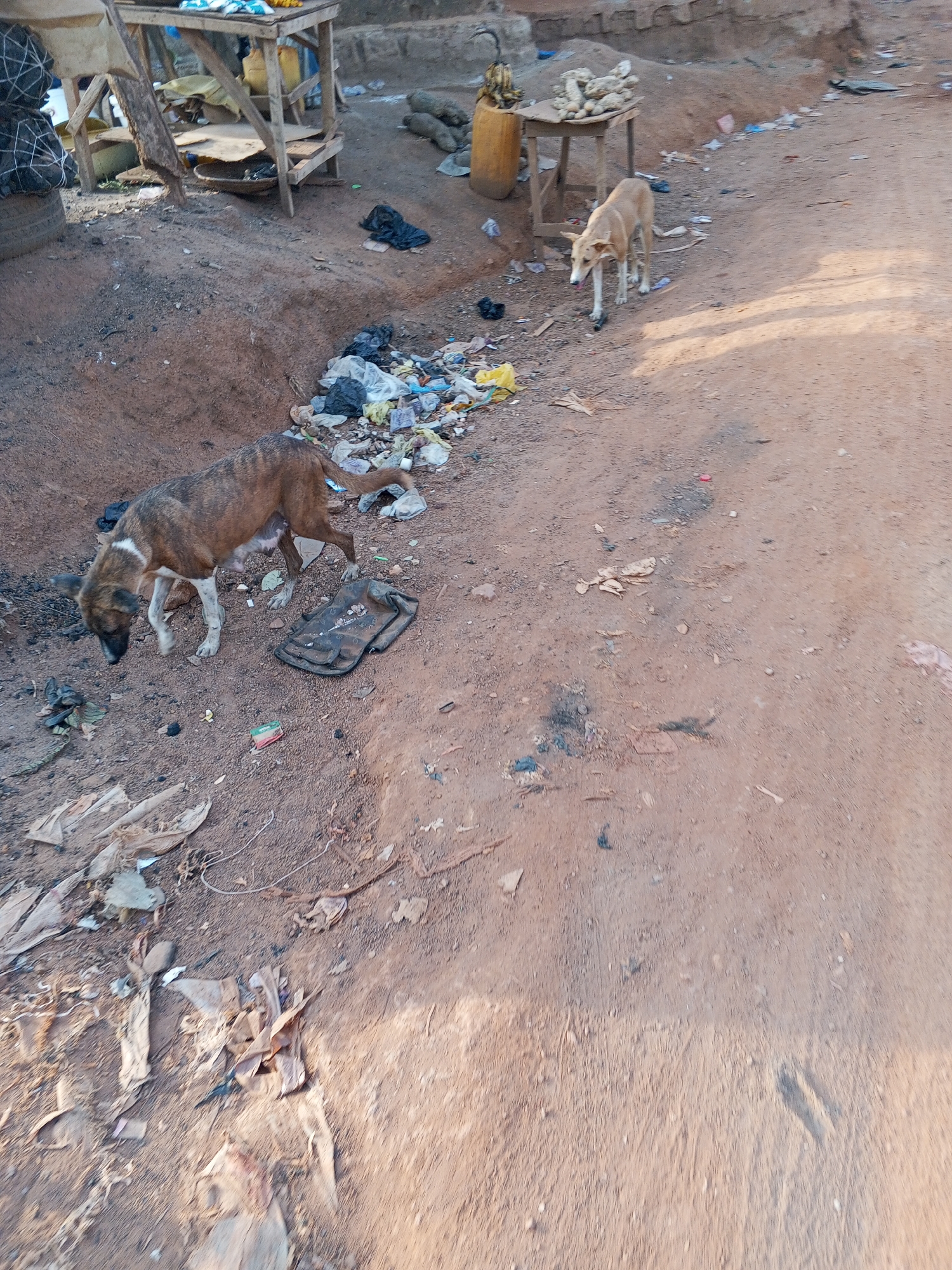 The image depicts a dirt road in what appears to be a lower-income area, likely in the city of Abuja, Nigeria. There are two stray dogs scavenging for food among scattered litter and garbage. The environment includes makeshift wooden tables with various items possibly for sale, suggesting informal market activity. The ground is primarily dirt with scattered trash, including plastic bags, food wrappers, and other debris. The scene suggests poverty and inadequate sanitation.
