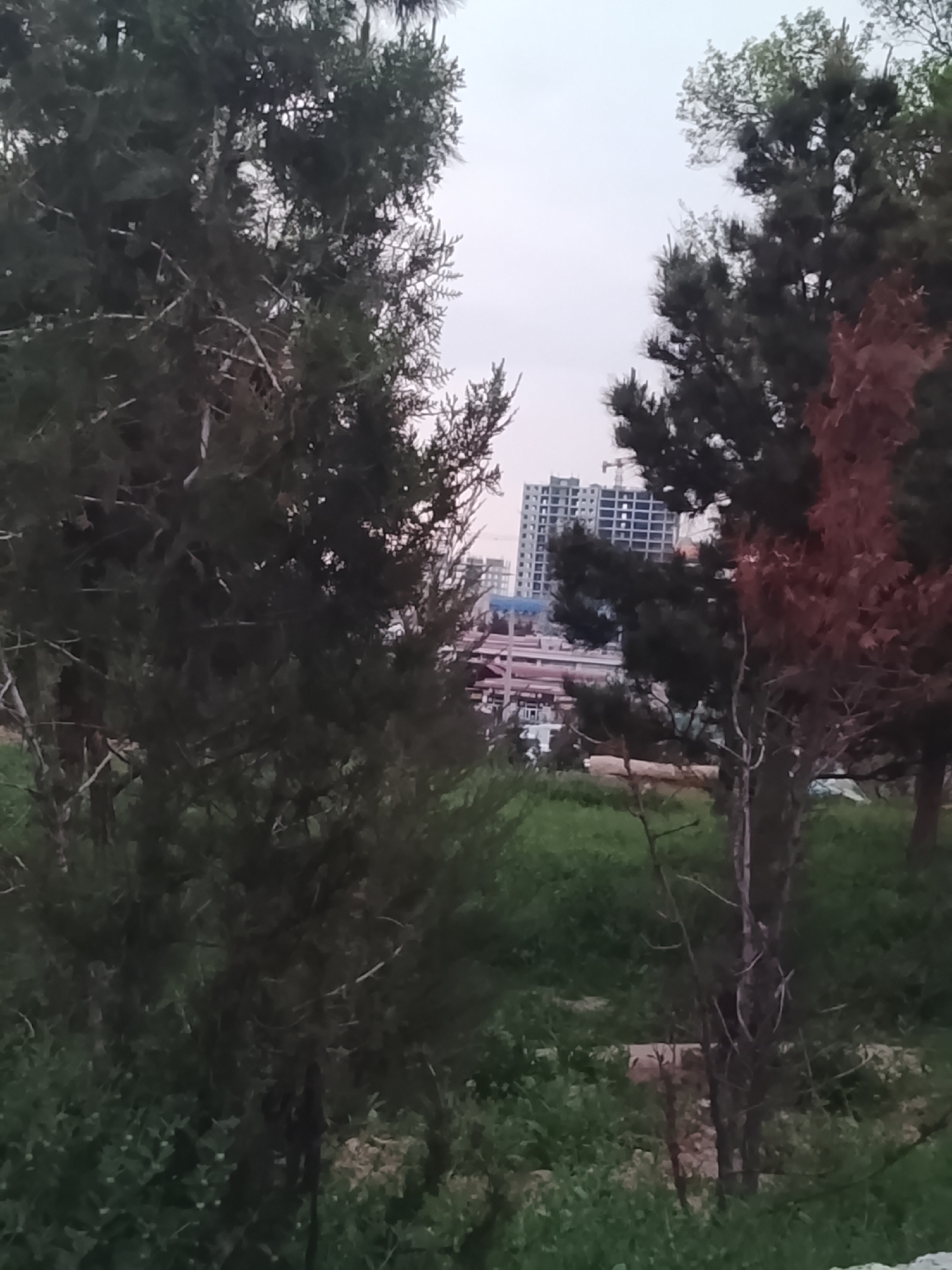 The image, captured in what appears to be Tashkent, Uzbekistan, shows a park-like setting with coniferous trees in the foreground. Through the trees, a partially constructed high-rise building is visible, with a construction crane present. Additionally, a multi-level roadway structure can be seen in the distance. The foreground is filled with green grass and vegetation. The sky is overcast. No people or animals are directly visible in the frame.