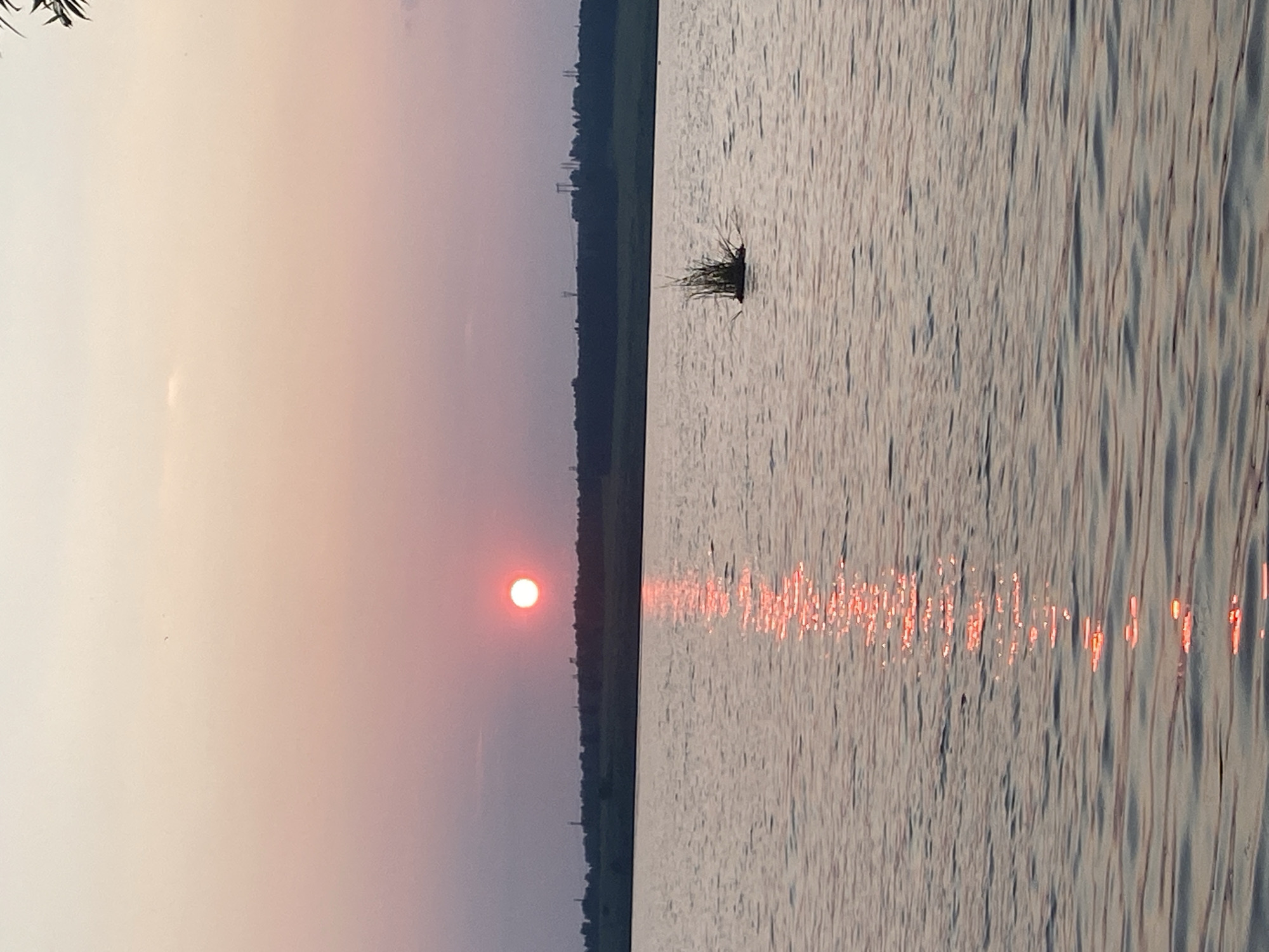 The image depicts a sunset over a body of water, likely a lake or river, in Smolino, Russia. The sky is a gradient of pale pink and peach hues, transitioning to a dusky purple towards the horizon. A bright, round sun is visible in the upper left quadrant of the sky, casting a shimmering reflection on the water. The water itself is calm, with gentle ripples catching the light. In the mid-ground, a small cluster of reeds or aquatic plants emerges from the water. The background features a dark, silhouetted treeline, with hints of distant structures or power lines. The overall atmosphere is serene and tranquil, characteristic of a summer evening. There are no people or animals visible in the frame.