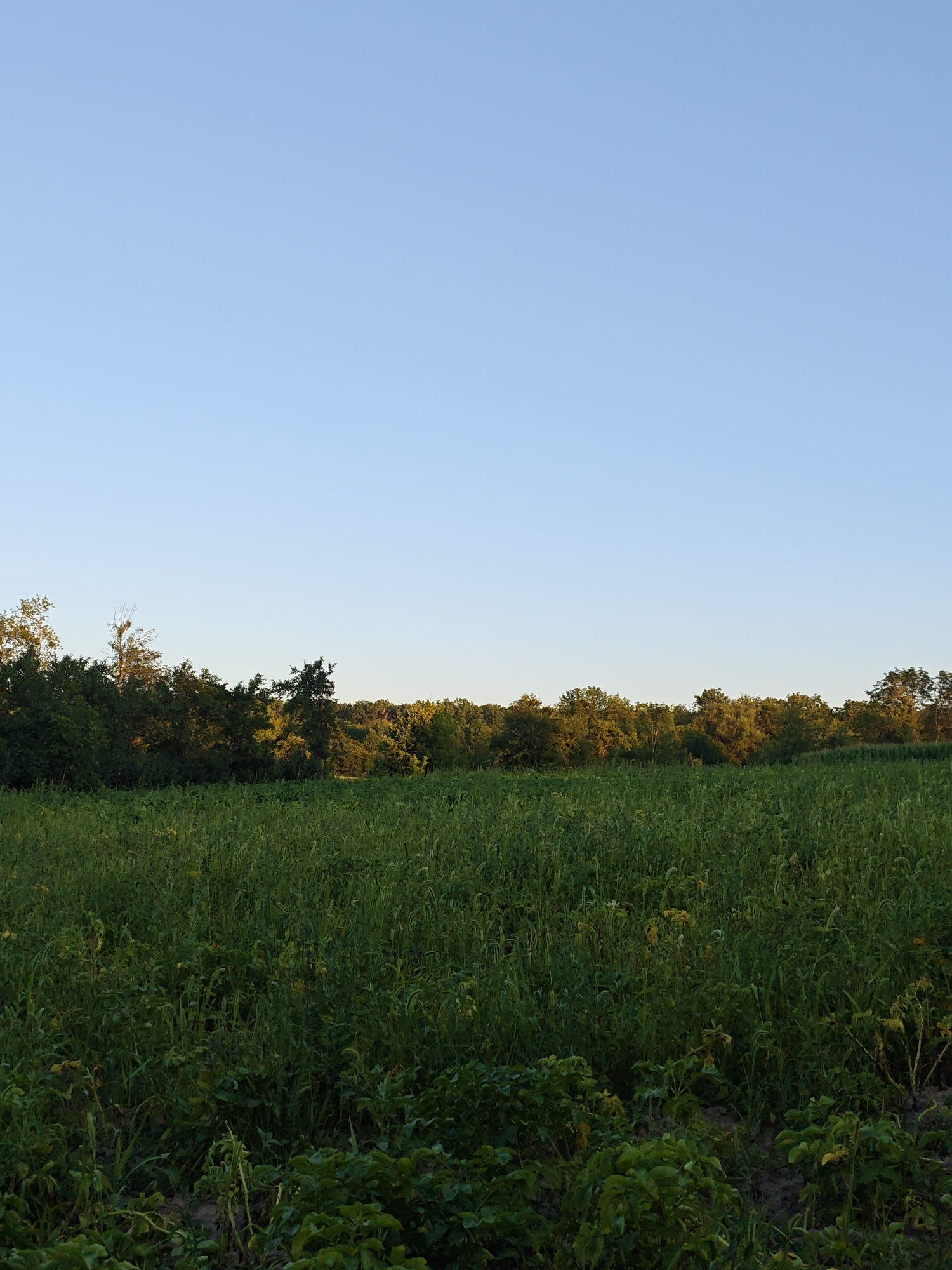 The image depicts an outdoor scene of a field of tall green grass with a line of trees in the background, under a clear, light blue sky. The sun appears to be low in the sky, casting a warm glow on the trees and illuminating the tops of the grass, suggesting it is either early morning or late afternoon. The field is dense with vegetation, with some yellowing plants or flowers scattered throughout. The trees form a natural border to the field, creating a sense of depth and separation from the open sky. The overall impression is one of tranquility and natural beauty. No people, objects, text, or specific activities are visible in the image. The location is identified as Parkhomivka, Ukraine.