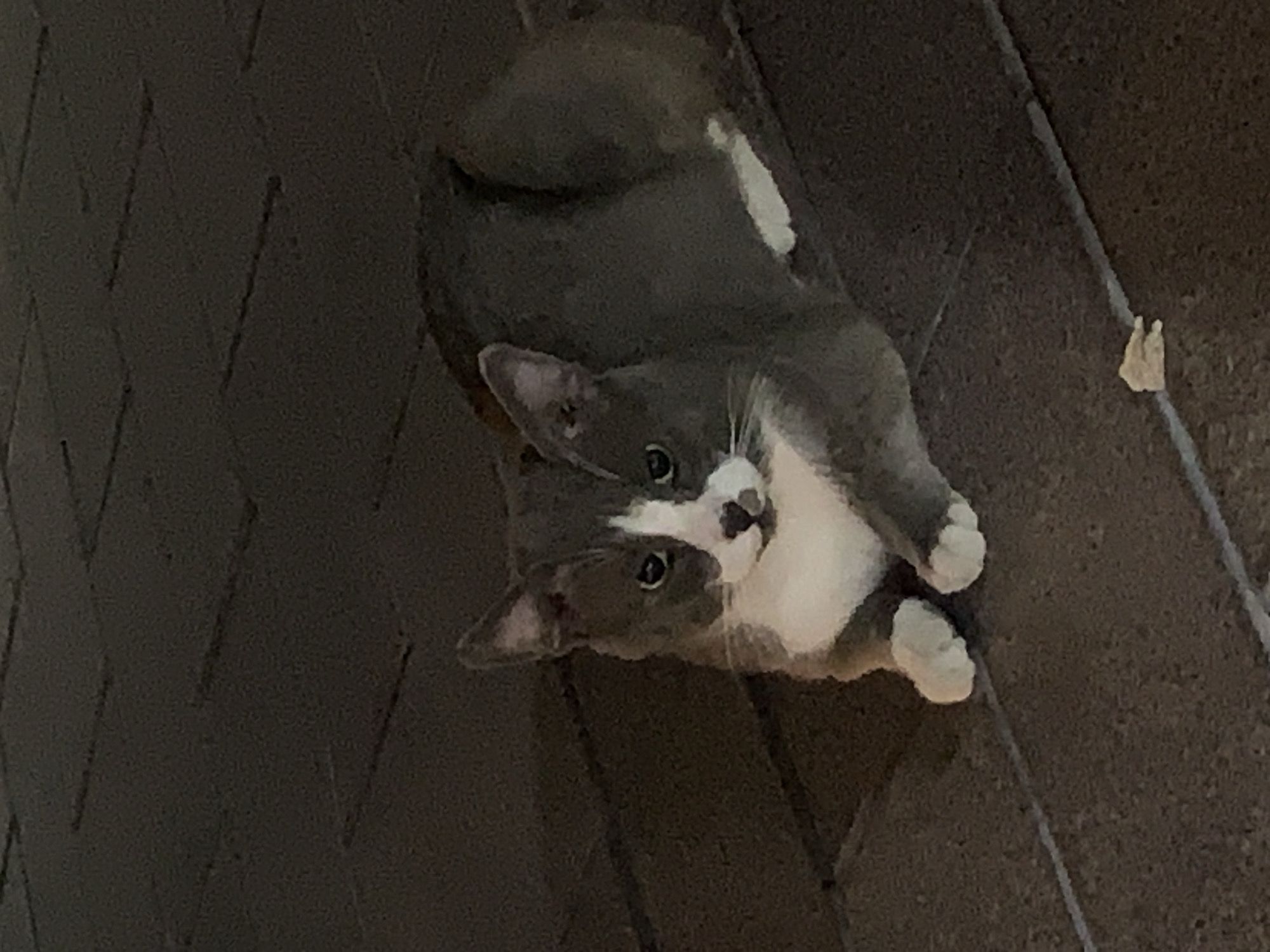 A grey and white cat is lying on a dark tiled surface. The cat is facing the camera with its body curled up to its right. The cat's head is slightly tilted, and its eyes are open. The tiled surface appears to be an outdoor patio or walkway, possibly in Palmanova, Spain, given the context. There is a small piece of light-colored debris on the tiles in the lower right quadrant of the image. The lighting suggests it may be evening or nighttime.