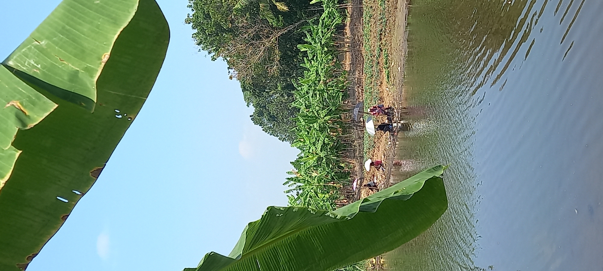 In Sidamulya, Indonesia, on a sunny day, four individuals are fishing by a calm body of water. The scene is framed by large, green banana leaves in the foreground, obscuring the top portion of the image. The individuals are seated on the bank, holding fishing rods, and are partially shaded by umbrellas. Behind them, a dense plantation of banana trees stretches across the horizon, with a clear blue sky above. The water reflects the surrounding greenery and the blue sky, creating a serene atmosphere. The bank where the people are fishing appears to be made of soil and debris, with some sparse vegetation. The overall impression is one of a peaceful rural setting.