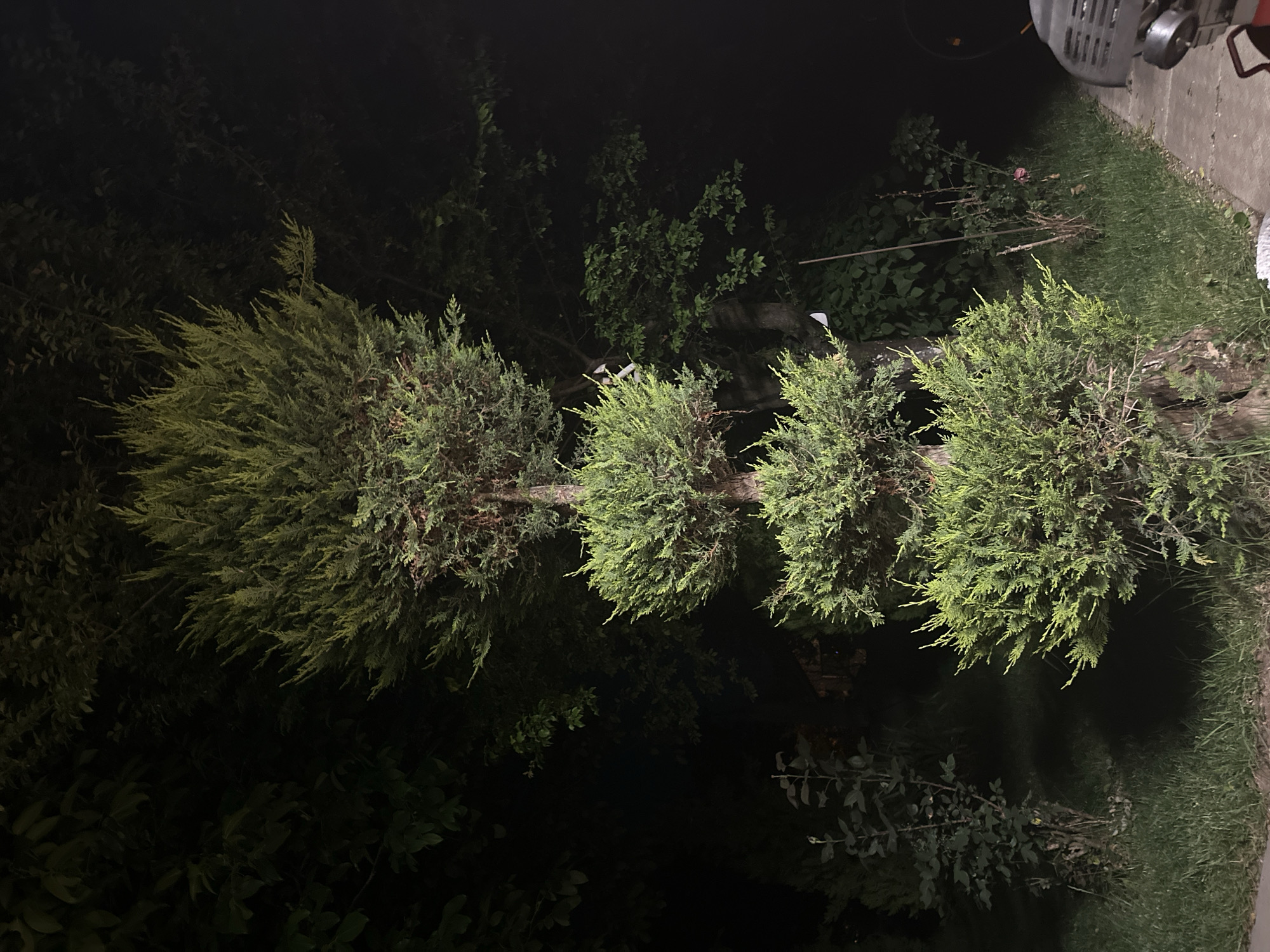 The image shows a row of trimmed trees in a dark environment. The trees have a distinct shape with dense, rounded foliage on top of thin trunks. Grass and other greenery are visible around the base of the trees. In the upper right corner, part of a building and possibly a machine are visible. The location appears to be outdoors, likely a garden or park, but without specific details, the precise location in Unknown, Unknown cannot be determined. Due to the darkness, there are no visible people or actions occurring in the image.