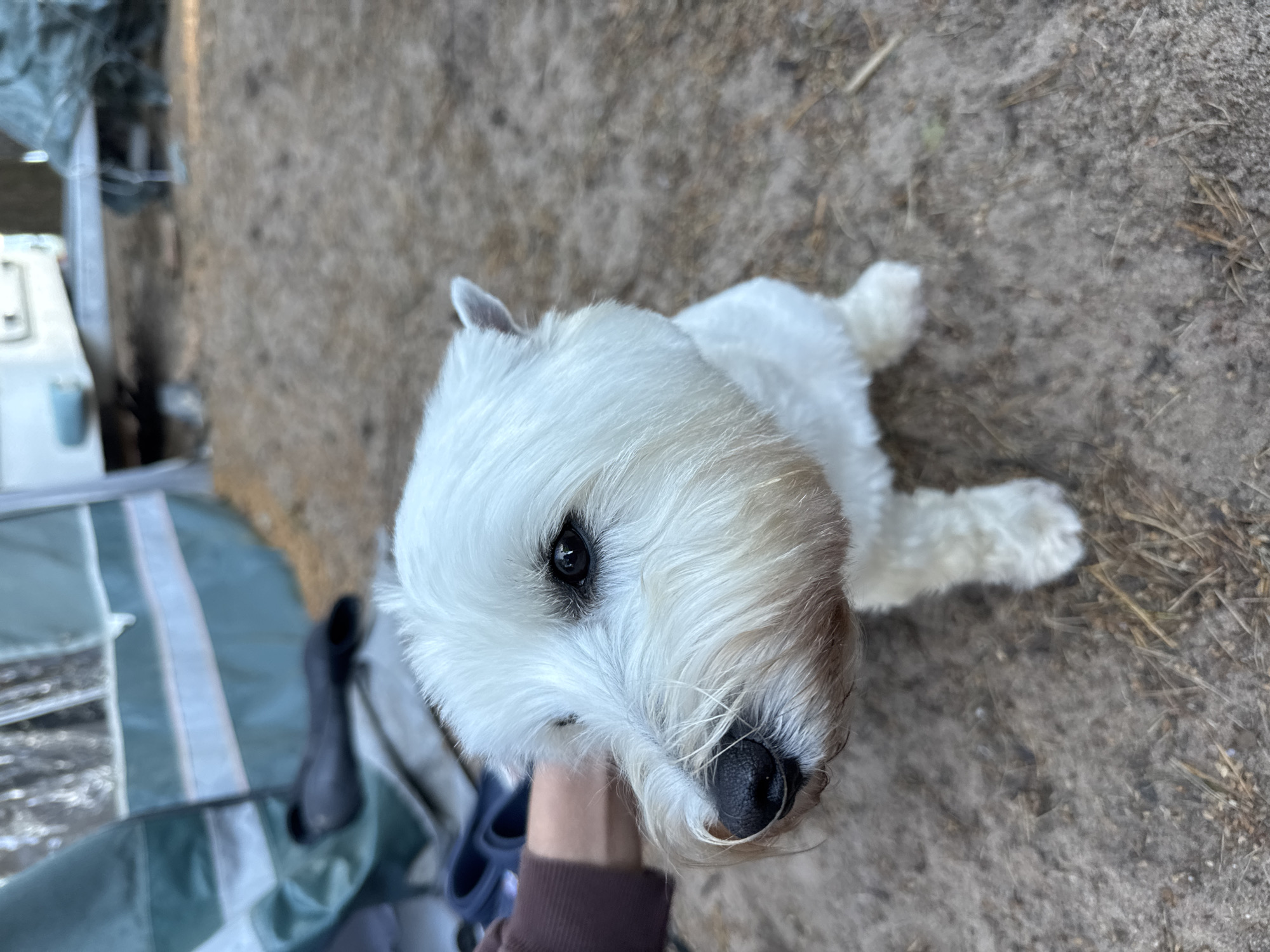 This media file shows a close-up, high-angle view of a small, fluffy white dog. The dog has dark eyes, a black nose, and a somewhat shaggy white coat with light brown accents around its face. It is being held by a person whose hand and arm, wearing a brown long-sleeved shirt, are visible supporting the dog's chin.
The background suggests an outdoor setting. The ground is covered with sand, dirt, and some dried grass or pine needles, indicating a natural or perhaps a campsite environment. To the left of the dog, parts of camping equipment are visible, including a green and white striped tent or camping chair, and what appears to be the side of a white camper van or RV.
The lighting suggests it is daytime, likely outdoors. There are no specific cues about the weather, but the general appearance of the ground and the way the dog is held might imply a relaxed, perhaps recreational outing. The dog's gaze is directed slightly off-camera, and its expression appears alert and curious. The scene is candid and focuses on the interaction between the person and the dog. There is no visible text in the image. The location context provided is Zelenaya Roshcha, Russia.