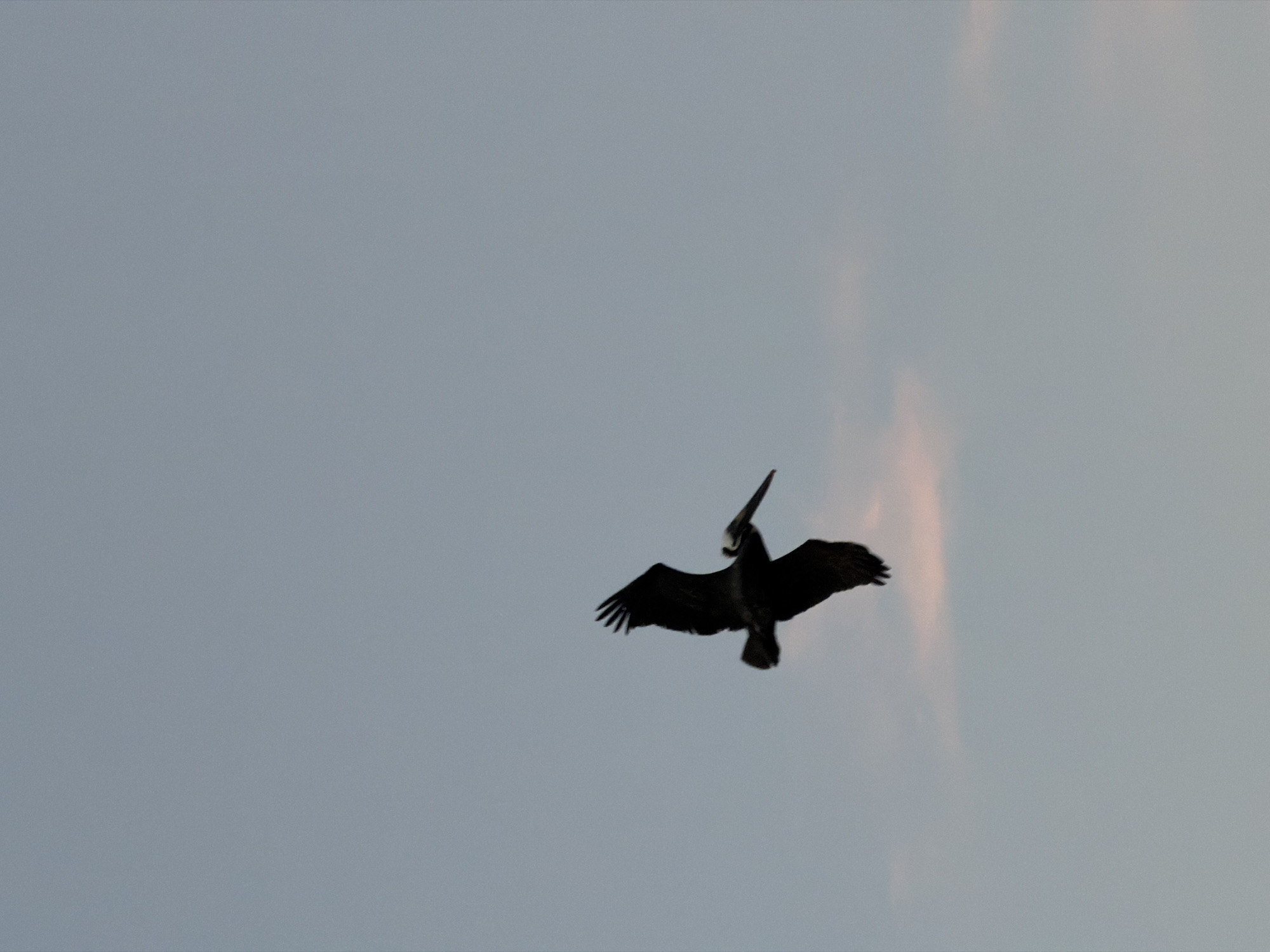 A silhouetted bird flies in the sky. The sky is light gray. The bird is dark in color, with its wings spread wide and a long beak pointing upwards. The location is Unknown, Unknown.