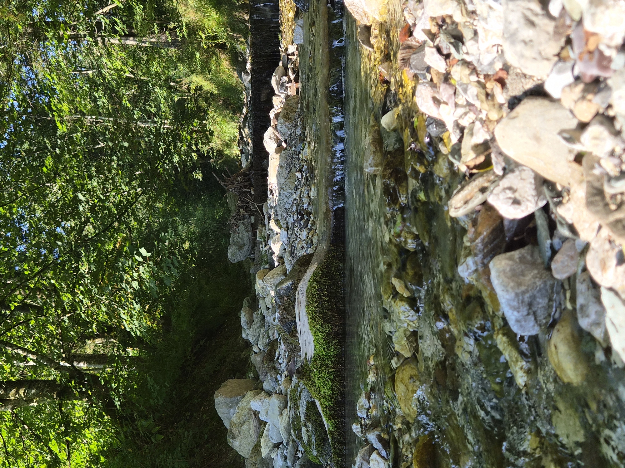 A low-angle, close-up shot captures a shallow, clear stream flowing over a bed of smooth, multi-colored stones. Moss-covered rocks and fallen branches are visible along the stream's edge, leading into a forest with lush green foliage. Sunlight filters through the trees, illuminating the water and rocks. The scene is a natural environment, likely a creek or river in a wooded area, and does not contain any people or man-made structures that would indicate a specific city location. There is no information in the image to suggest the location is Eisenerz, Austria.