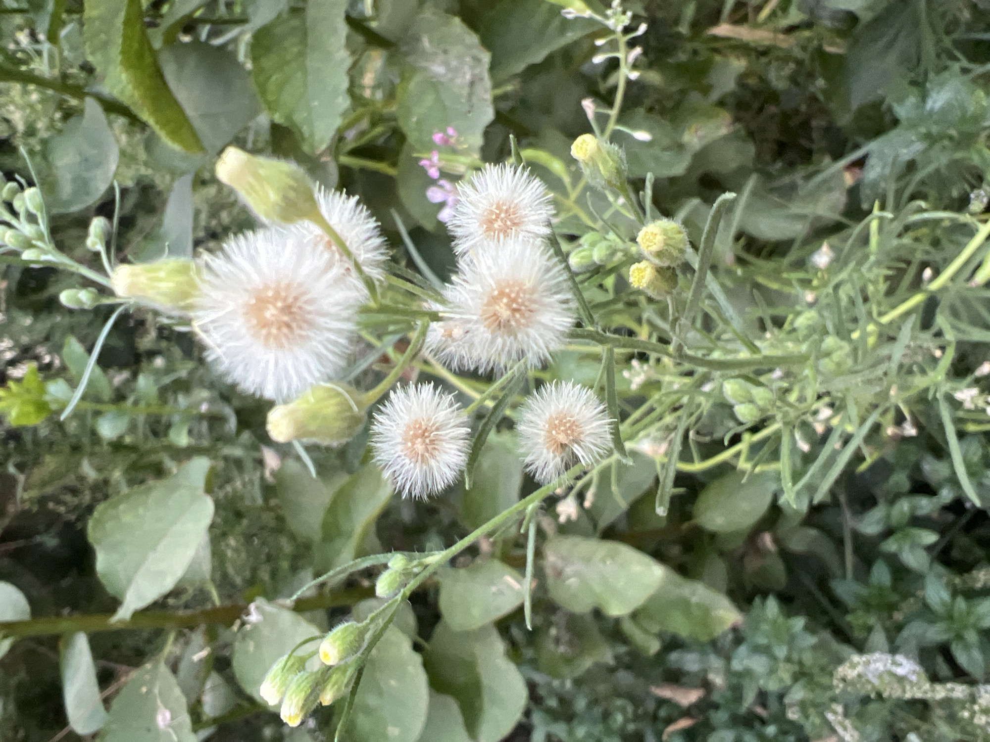 The image depicts a close-up view of a flowering plant with white, fluffy seed heads and yellow buds. The plant is surrounded by green foliage, indicating an outdoor natural setting. The soft focus and lighting suggest a natural light environment, possibly during the daytime. The specific location in Tashkent, Uzbekistan, cannot be determined from the visual information alone, as the image lacks any identifying landmarks or contextual cues related to a city. The scene is peaceful and natural, focusing on the delicate details of the plant's reproductive structures.