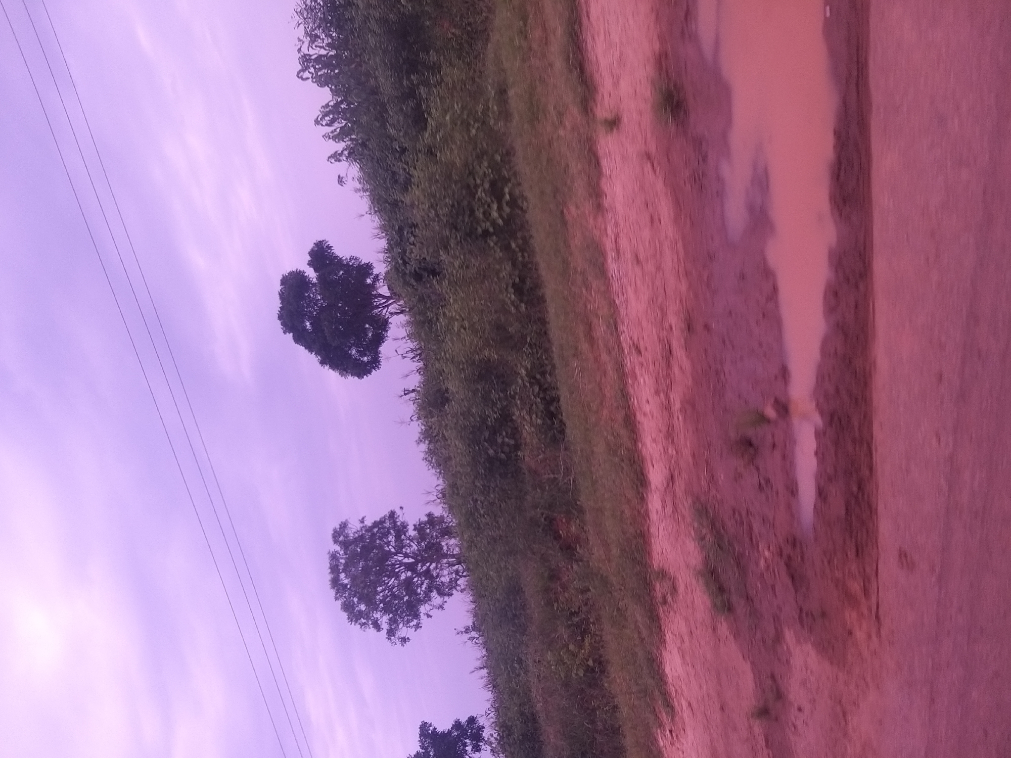The image depicts a rural landscape in Kafarati, Nigeria, under a pale purple sky with visible power lines stretching horizontally. The foreground shows a dirt road with patches of water, indicating recent rainfall. The terrain slopes upwards to a densely vegetated hillside dotted with trees. On the left, a lone tree stands tall, while further to the right, a cluster of trees and bushes create a natural canopy. The overall scene is serene and natural, with no signs of human presence or activity.