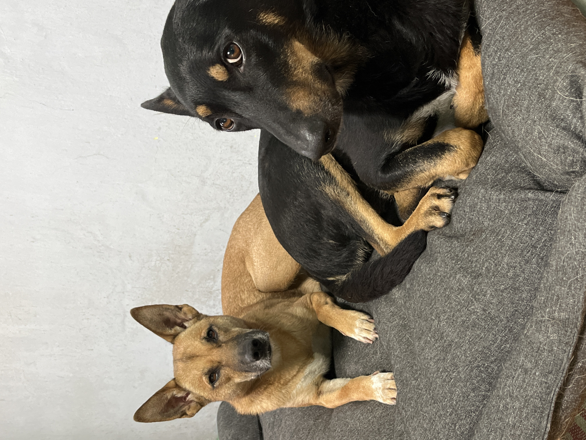 Two dogs are resting on a gray cushion in front of a textured white wall. The dog on the left is a tan German Shepherd mix with upright ears and dark eyes. Its front paws are extended forward, and it is looking directly at the camera. The dog on the right is a black and tan Doberman Pinscher mix with large, expressive brown eyes. Its head is turned to the side, and its body is partially obscuring the tan dog. The cushion appears to be indoors, likely in a domestic setting. The scene is well-lit, with soft shadows indicating an artificial light source. There is no indication of the specific location within Nizhny Tagil, Russia.