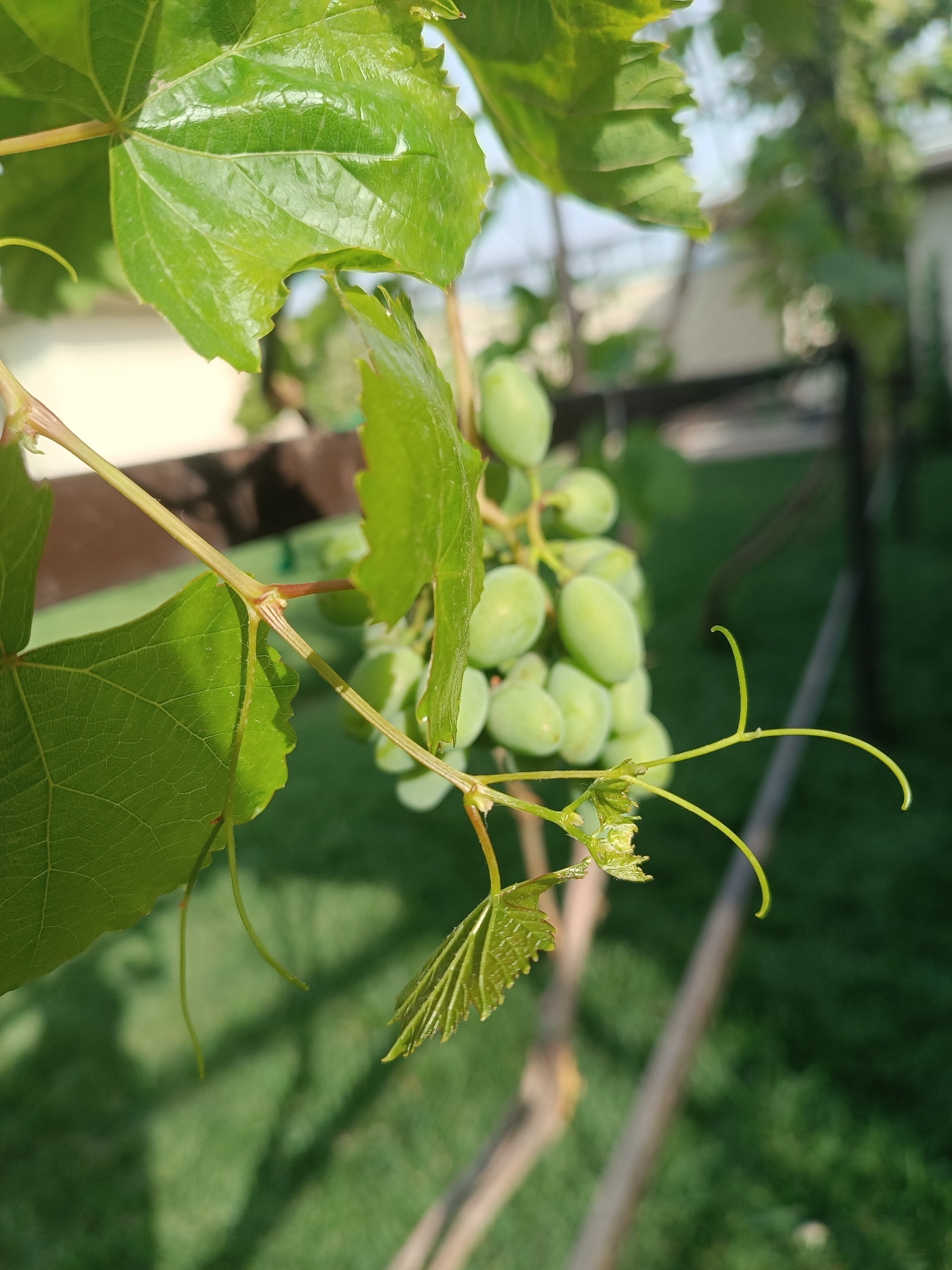 In the city of Myrza-Ake, Kyrgyzstan, a close-up shot focuses on a cluster of unripe green grapes hanging from a vine. The grapes are oval-shaped and appear to be tightly packed together. Several vibrant green leaves from the grapevine are visible, some with serrated edges, casting shadows on each other. Tendrils from the vine curl outwards, adding to the natural aesthetic. The background is softly blurred, revealing a green, grassy lawn and hints of structures, suggesting an outdoor setting, possibly a garden or vineyard. The lighting indicates it is daytime, with sunlight illuminating the leaves and grapes.