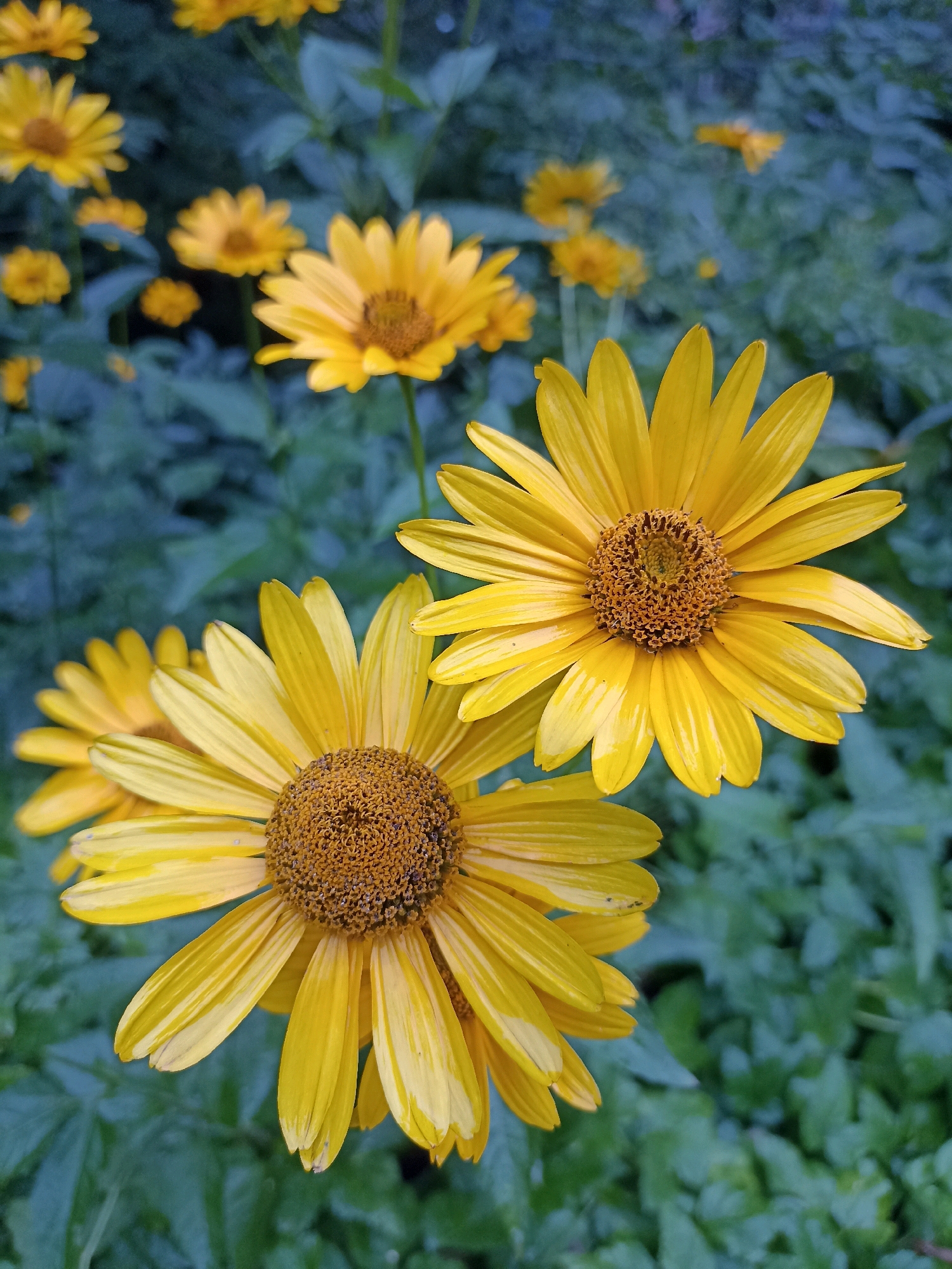 A vertical, eye-level, close-up shot features a cluster of bright yellow daisies in bloom against a dark, out-of-focus background of green foliage. The foreground is dominated by two large, fully opened daisies positioned centrally, with their textured brown centers and vibrant yellow petals prominently displayed. A third daisy, partially visible on the left, and several smaller, less distinct daisies are scattered throughout the frame, adding depth to the composition. The lighting is soft, highlighting the delicate textures and stripes on the petals of the foreground flowers. The overall impression is one of natural beauty and botanical detail.