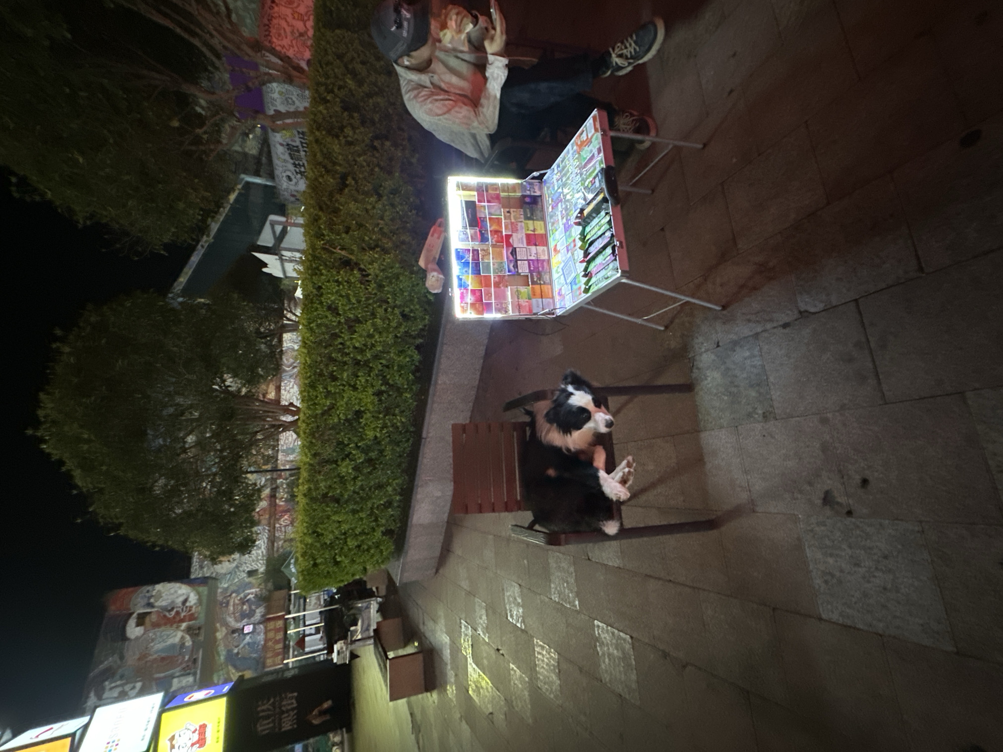 A black and white dog rests on a wooden chair. Next to the dog is a table displaying a variety of colorful items, possibly vape products, and other merchandise. A person wearing a cap and a light-colored shirt is seated beside the table, appearing to be engaged with their phone. The scene is set outdoors on a paved area with some greenery in the background. Signs with Chinese characters, including "重庆" (Chongqing), suggest the location is in Chongqing, China, specifically within the High-tech Zone, as indicated by accompanying text in the provided image crops. The time appears to be nighttime due to the artificial lighting present.
