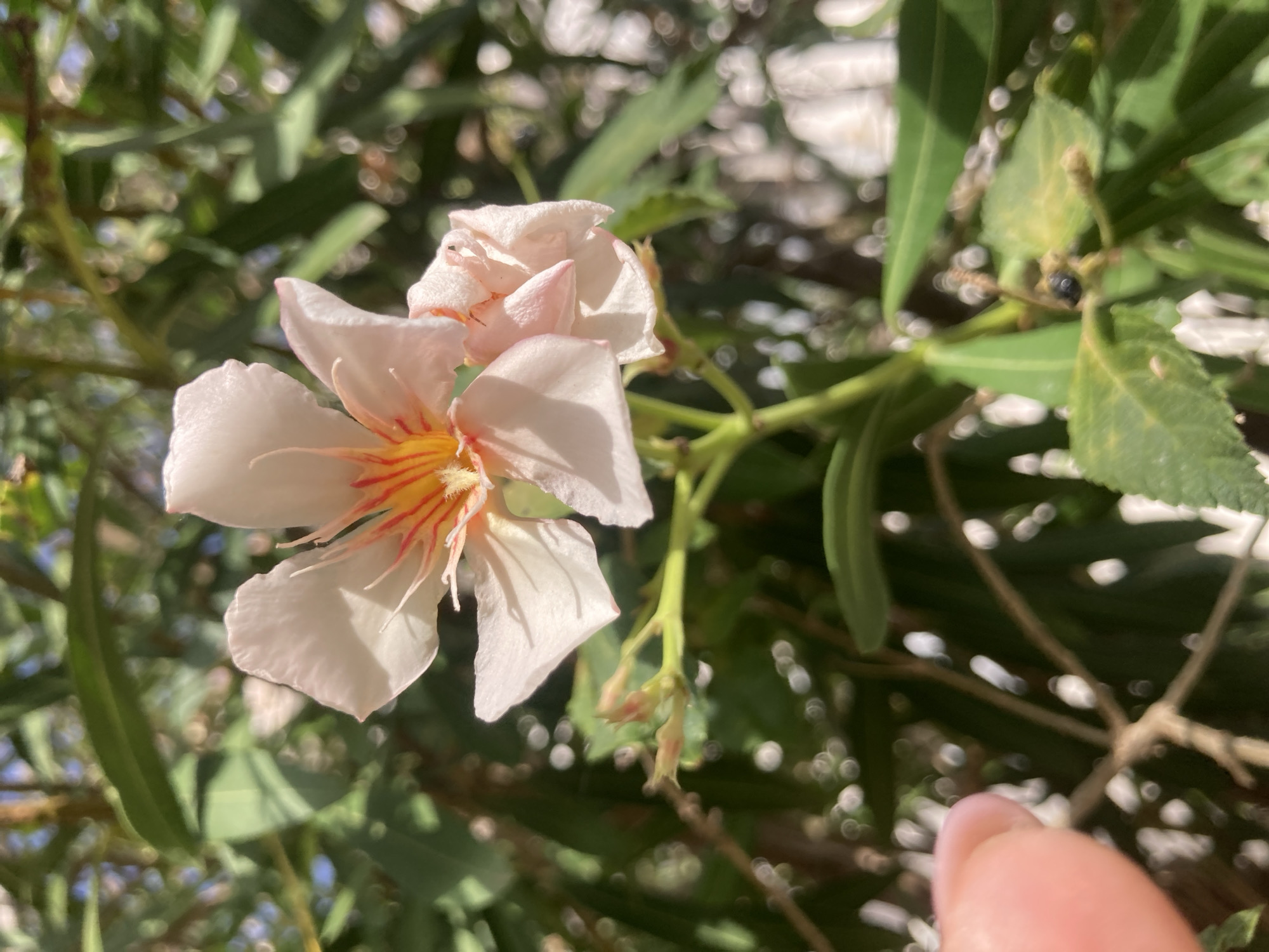 A light pink oleander flower, with red and yellow streaks in its center, is in full bloom, its petals slightly curled. The flower is on a green stem with some smaller buds. The background is blurred with green leaves and branches, suggesting a sunny outdoor environment. A person's thumb and forefinger are visible in the lower left corner of the frame, their skin tone is light. The scene is set in a garden or park in Palmanova, Spain, evident from the distinct foliage and sunlight typical of the region.