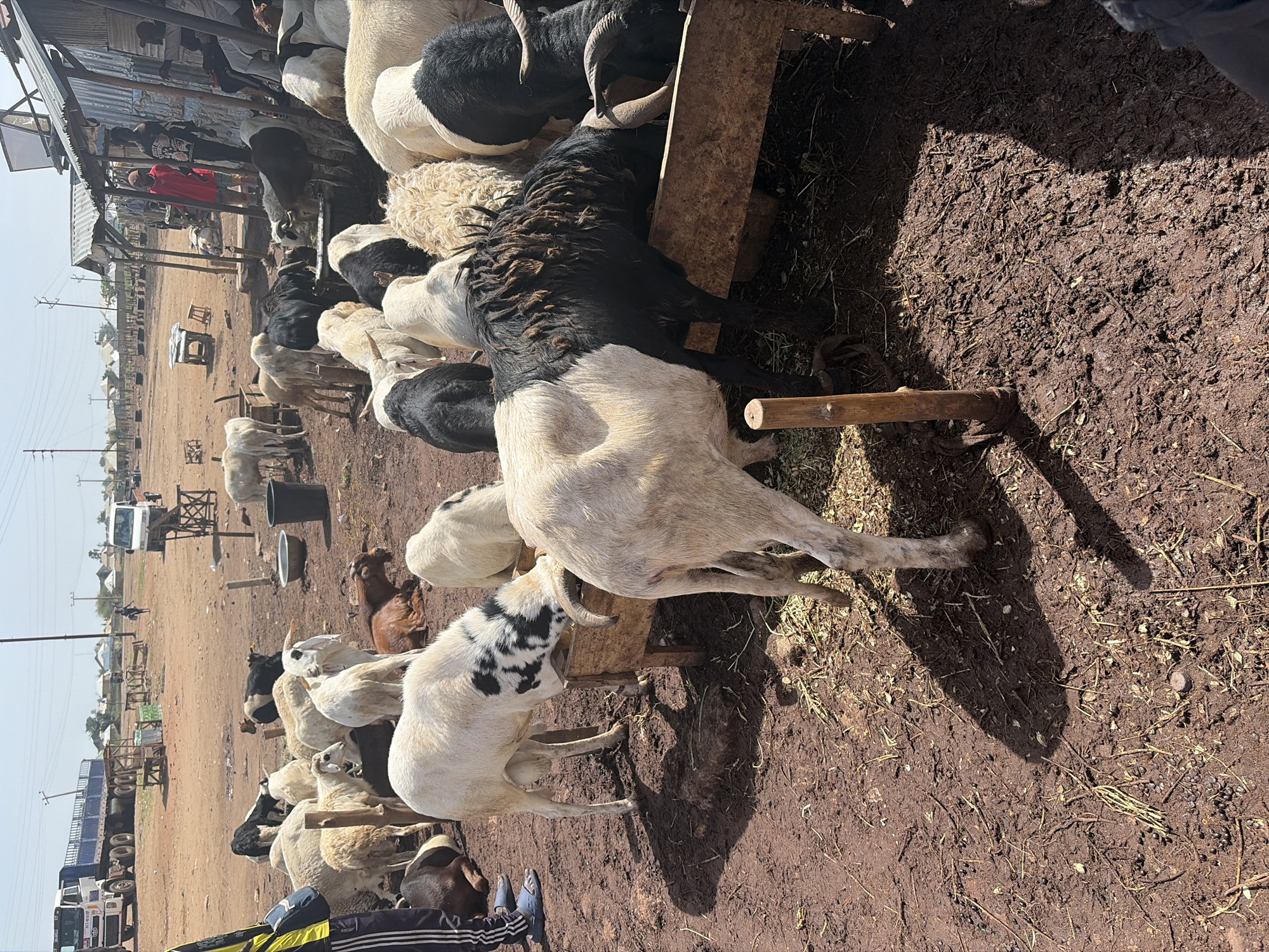 The image depicts a livestock market in Bukuru, Nigeria. The focal point is a herd of sheep and goats congregating around a wooden feeding trough. The animals are varied in color, with combinations of white, black, and brown coats. Some have horns. A few people are discernible in the background, near a rudimentary structure with a corrugated metal roof. The ground is a mix of dry dirt and scattered vegetation. In the distance, buildings, vehicles, and utility poles are visible, suggesting an urban setting. A trailer truck is parked in the background to the left.