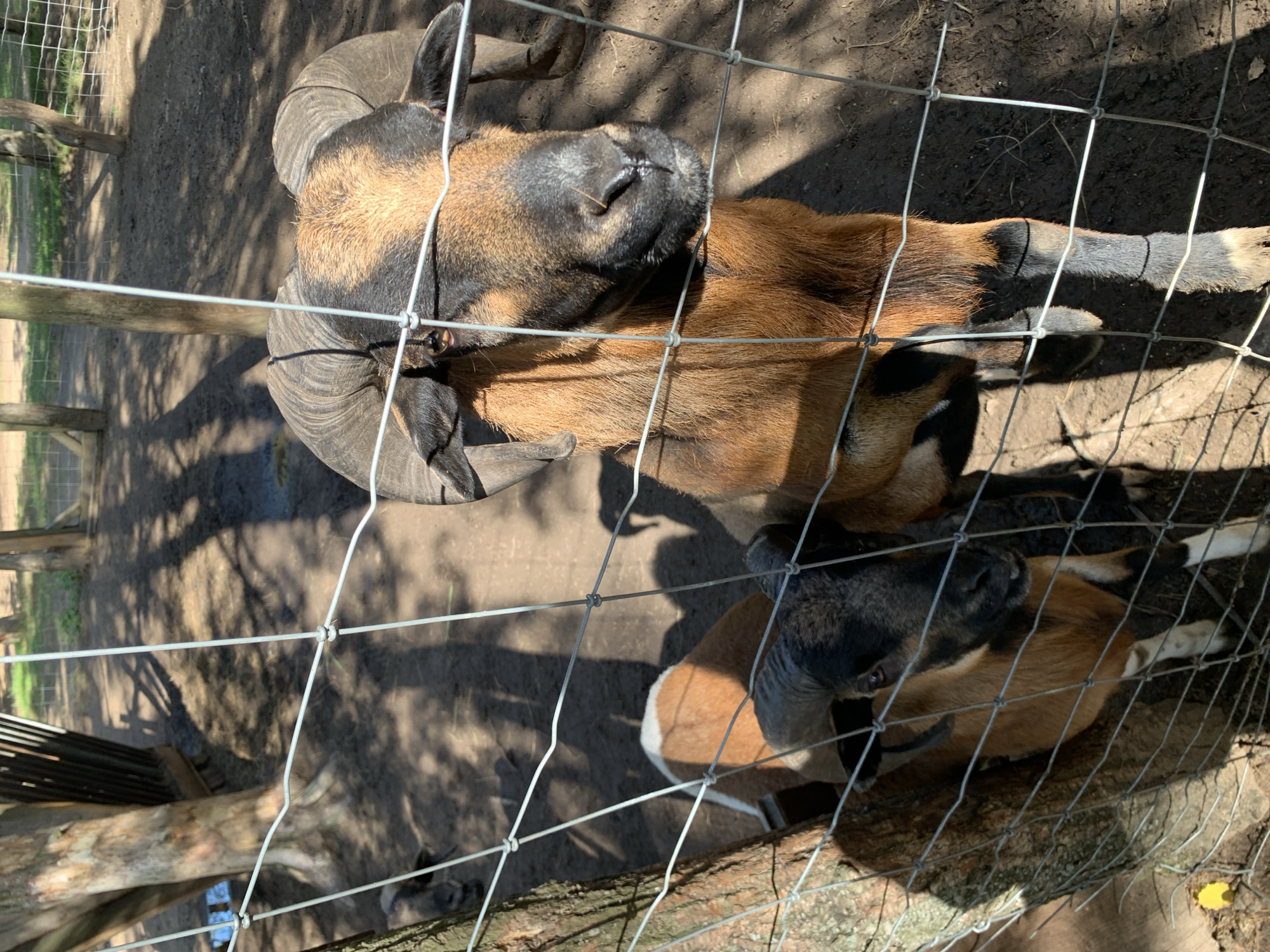 The image shows two goats behind a wire fence in an outdoor enclosure. The goat in the foreground is larger with prominent curved horns and a brown and black coat. The other goat, partially visible behind the first, is smaller and has a brown and white coat. The enclosure appears to be dirt and has some sparse vegetation. In the background, there are trees and wooden fence posts, suggesting a rural or semi-rural setting. The lighting indicates it is daytime, with strong sunlight casting shadows. There is no indication of the specific location within the city of Baranavichy, Belarus.