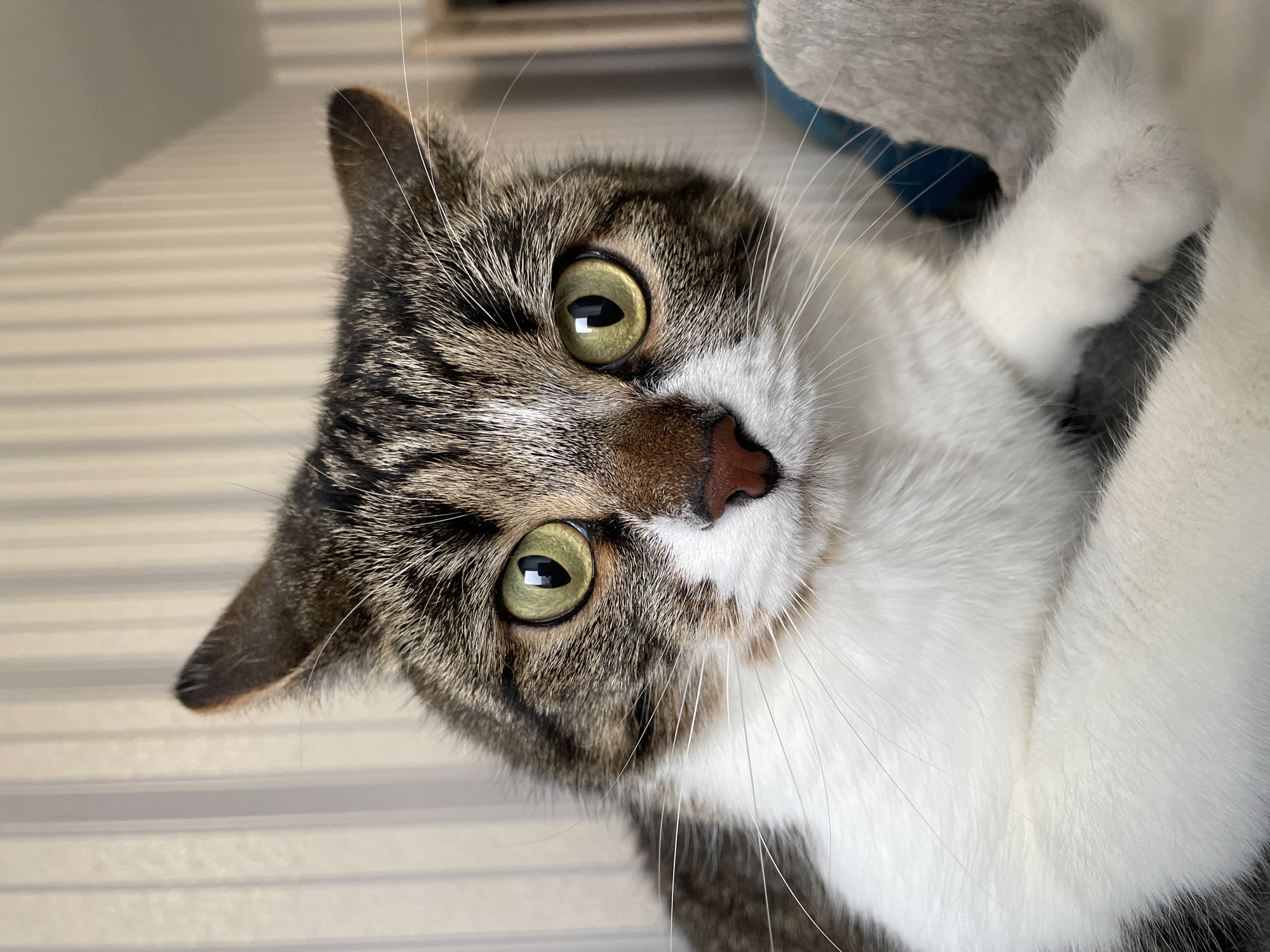 A close-up, slightly tilted, eye-level shot of a domestic cat with green eyes. The cat has a mix of brown/grey tabby markings on its head and white fur on its chest and paws. The background includes horizontal striped surface and a blurred object of grey and blue. There is no indication of location in the city of Izhevsk, Russia.