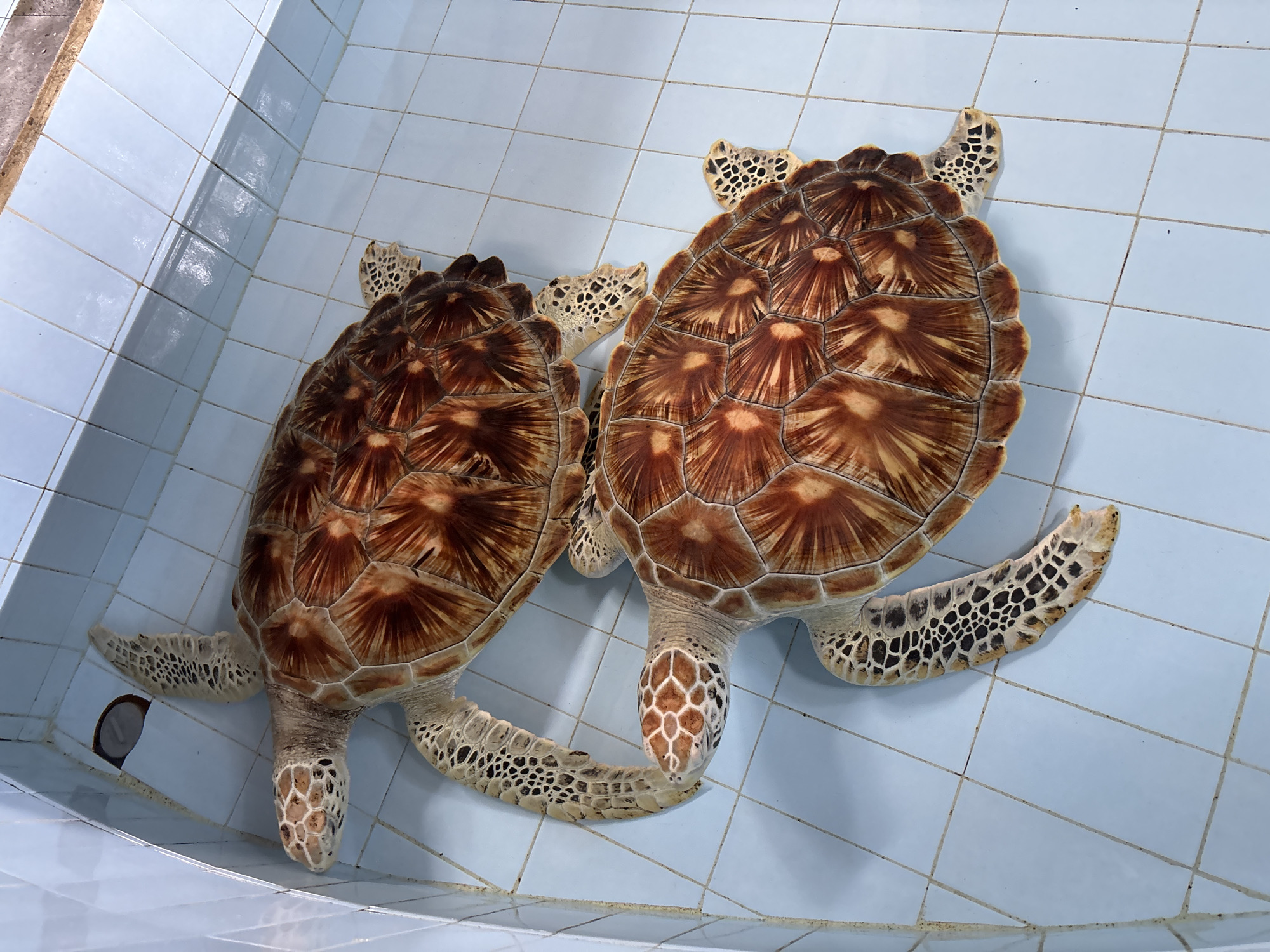 Two green sea turtles are in a shallow, tiled pool in Denpasar, Indonesia. The pool is light blue with white grout lines. One turtle is positioned in the foreground, slightly to the right, with its head turned to the left. Its shell is a mosaic of brown and yellow. The second turtle is behind and to the left of the first, with its head also facing left. The turtles' flippers are visible, dotted with black and white markings. The water is clear, and the bottom of the pool is tiled. There is a drain visible on the left side of the pool.