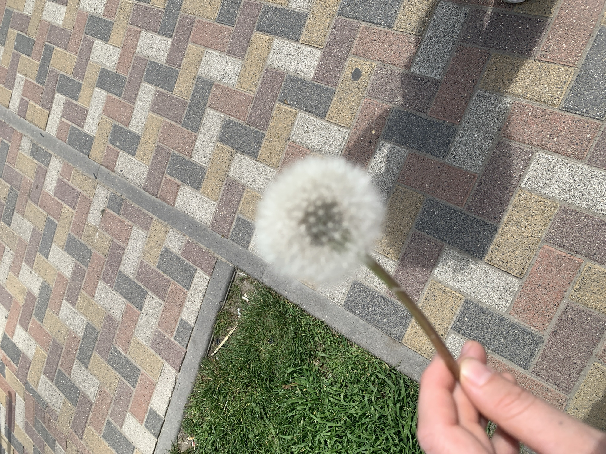 A close-up, high-angle shot shows a hand holding a dandelion seed head against a backdrop of colorful paving stones and grass. The paving stones are arranged in a herringbone pattern and are various shades of brown, grey, beige, and white. The dandelion is held close to the bottom right of the frame, partially obscuring the hand. A small patch of green grass is located between the paving stones and the dandelion. The scene appears to be outdoors on a bright, sunny day. The location is a sidewalk in the city of Unknown, Unknown.