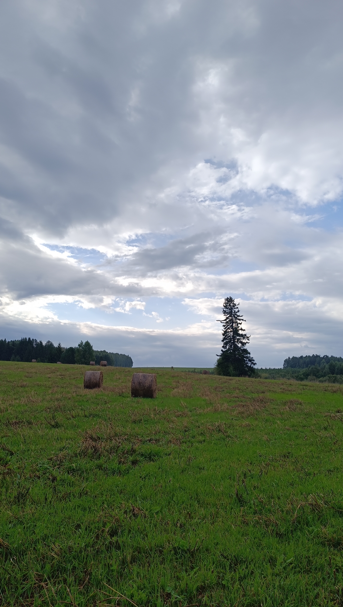 The image depicts a rural landscape, likely in the city of Karsha, Russia, under a dramatic, cloudy sky. The foreground is a vibrant green field, dotted with patches of dry grass and a few scattered hay bales. In the middle ground, two round hay bales are prominently featured, with a solitary, tall evergreen tree standing to the right of center. The background is characterized by a dense line of dark green trees, forming a horizon against the partially obscured sky. Sunlight filters through the clouds, creating highlights and shadows across the field. No people or animals are visible in the scene.