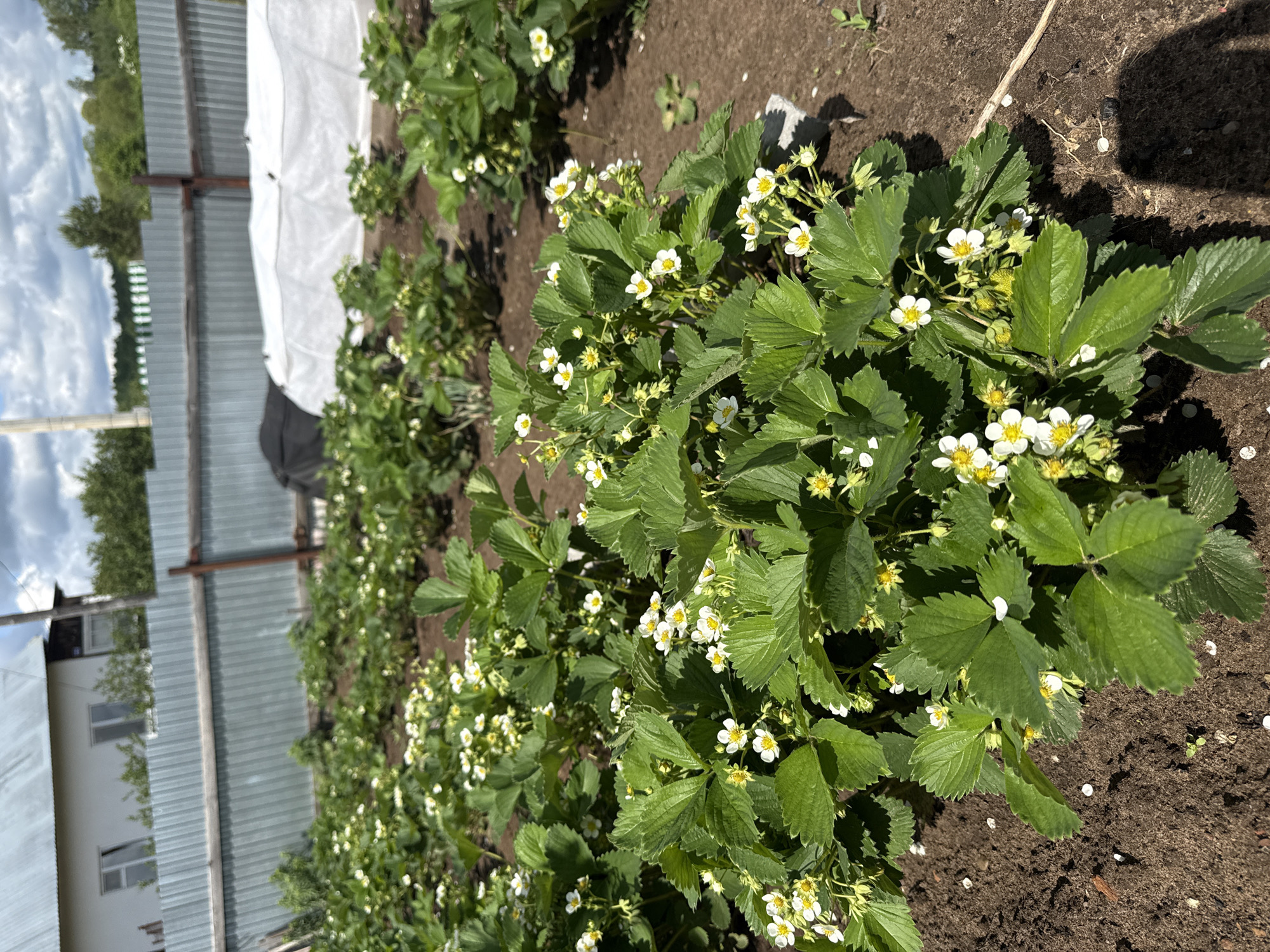 A row of flowering strawberry plants grows in a garden in Уральское, Russia. The plants have green leaves and small white flowers with yellow centers. They are planted in dark brown soil. A fence and white material are visible in the background.